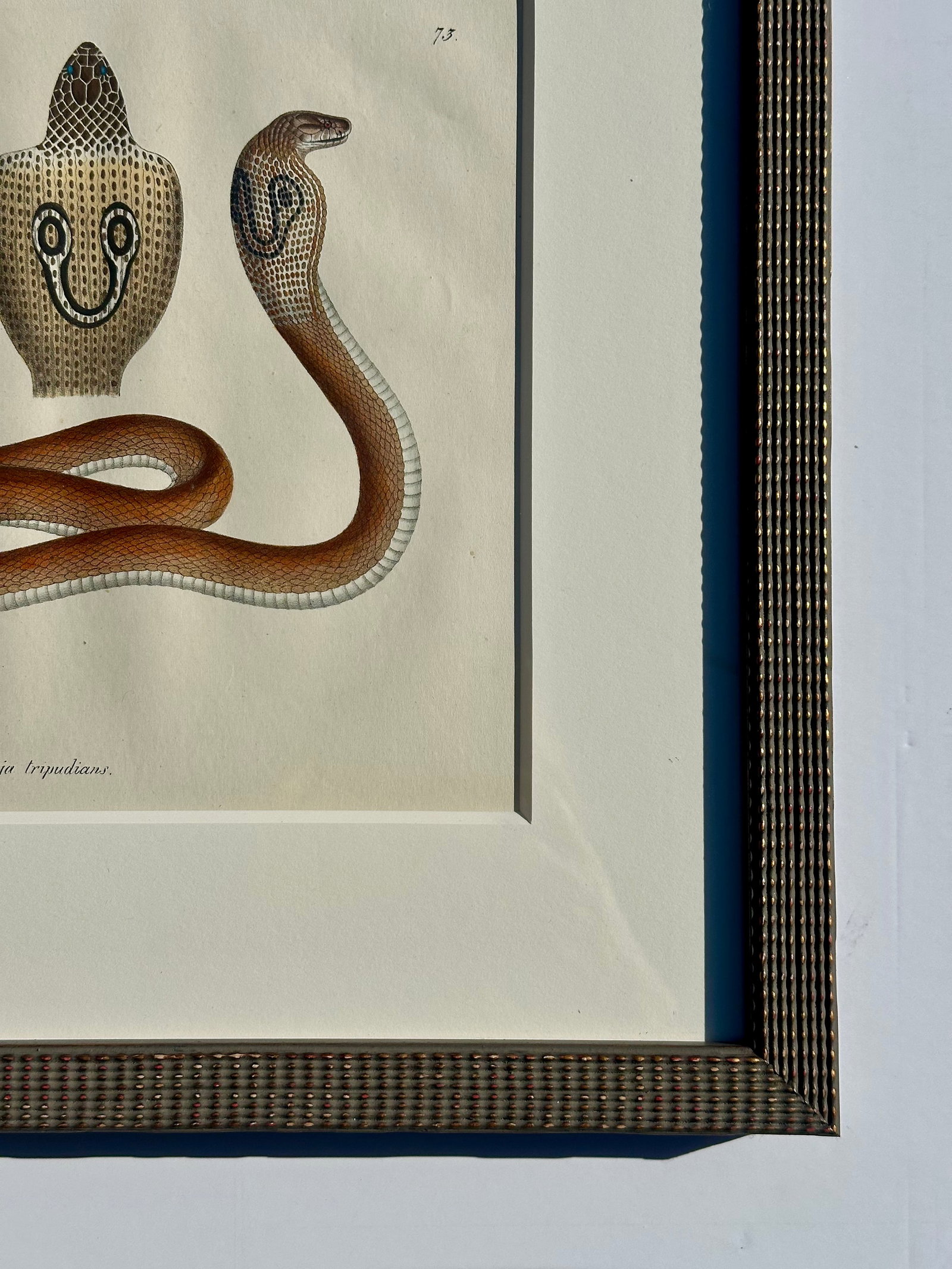 Early 19th Century Cobra Snake Print by Schinz, Custom Framed - 5