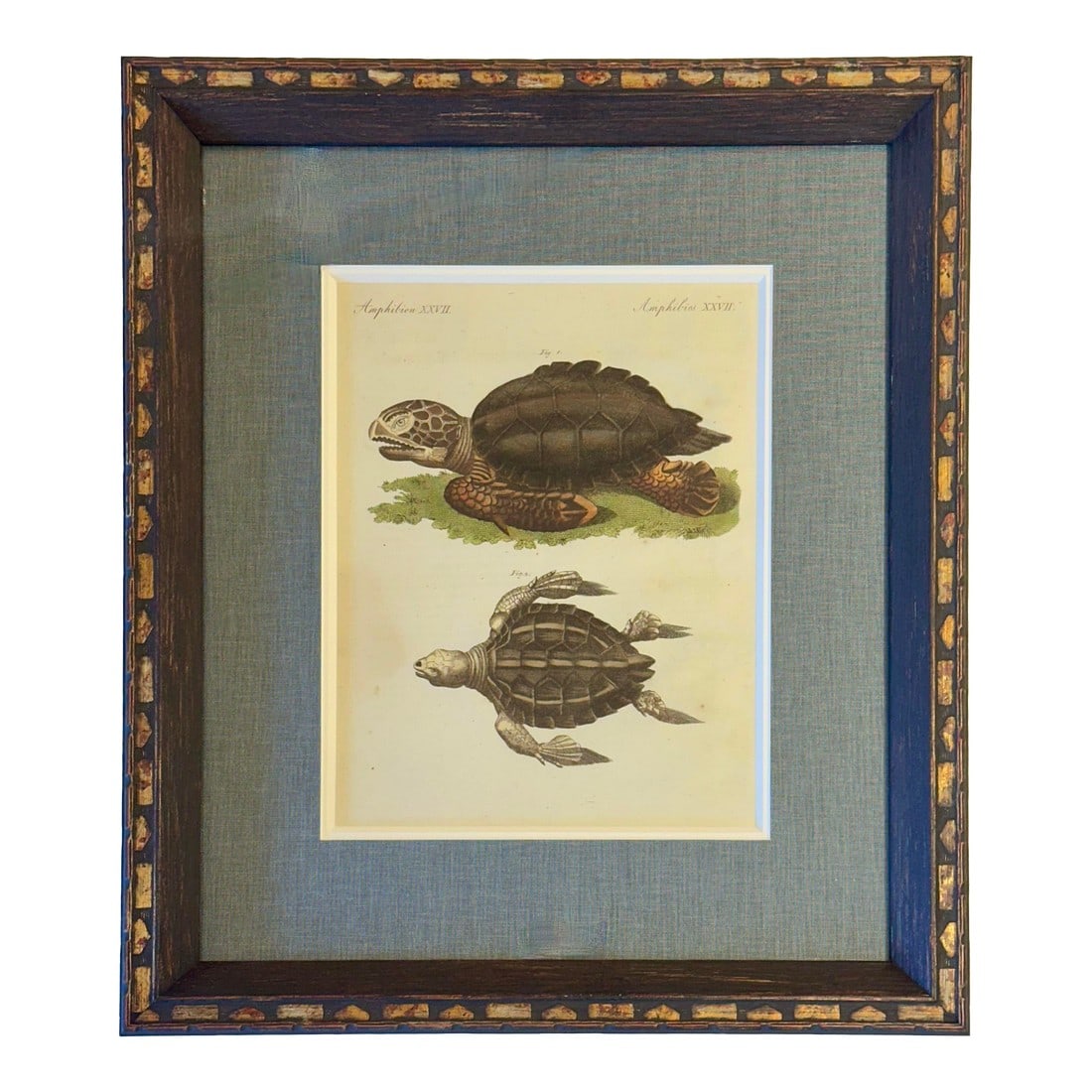 Loggerhead Sea Turtle by Friedrich Bertuch, 1795: Original hand colored copperplate engraving by Friedrich Bertuch, 1795. Custom framed with a double mat, wood frame and UV-resistant glass. Dimensions: 14 x 16 1/4" Please note: If you purchase