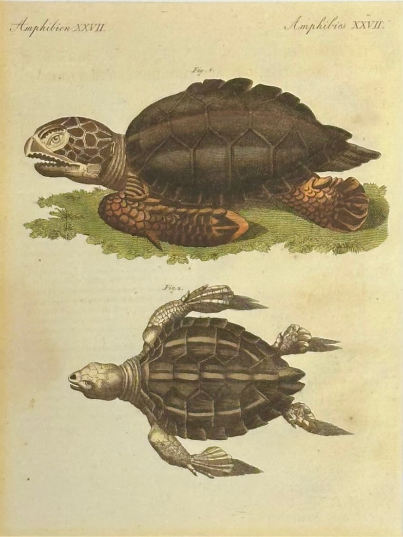 Loggerhead Sea Turtle by Friedrich Bertuch, 1795 - 2