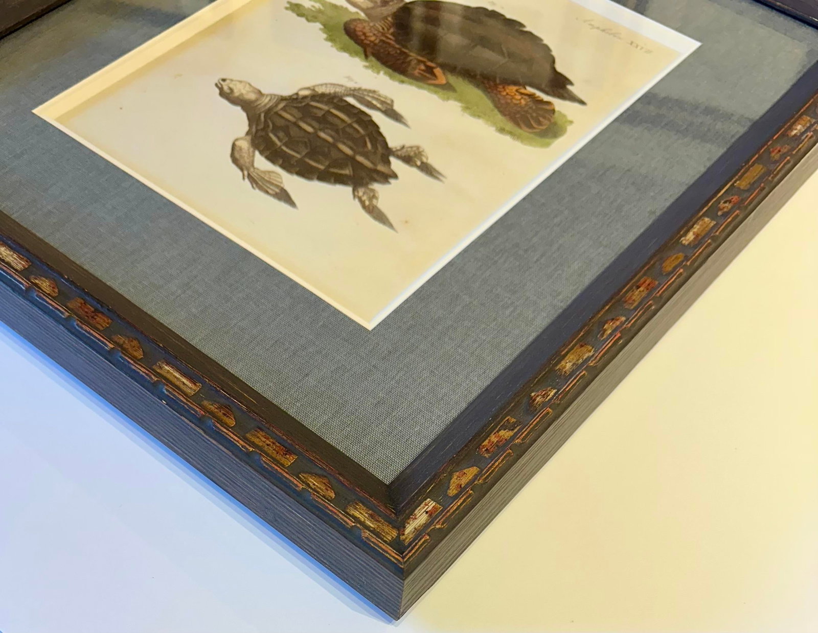 Loggerhead Sea Turtle by Friedrich Bertuch, 1795 - 3