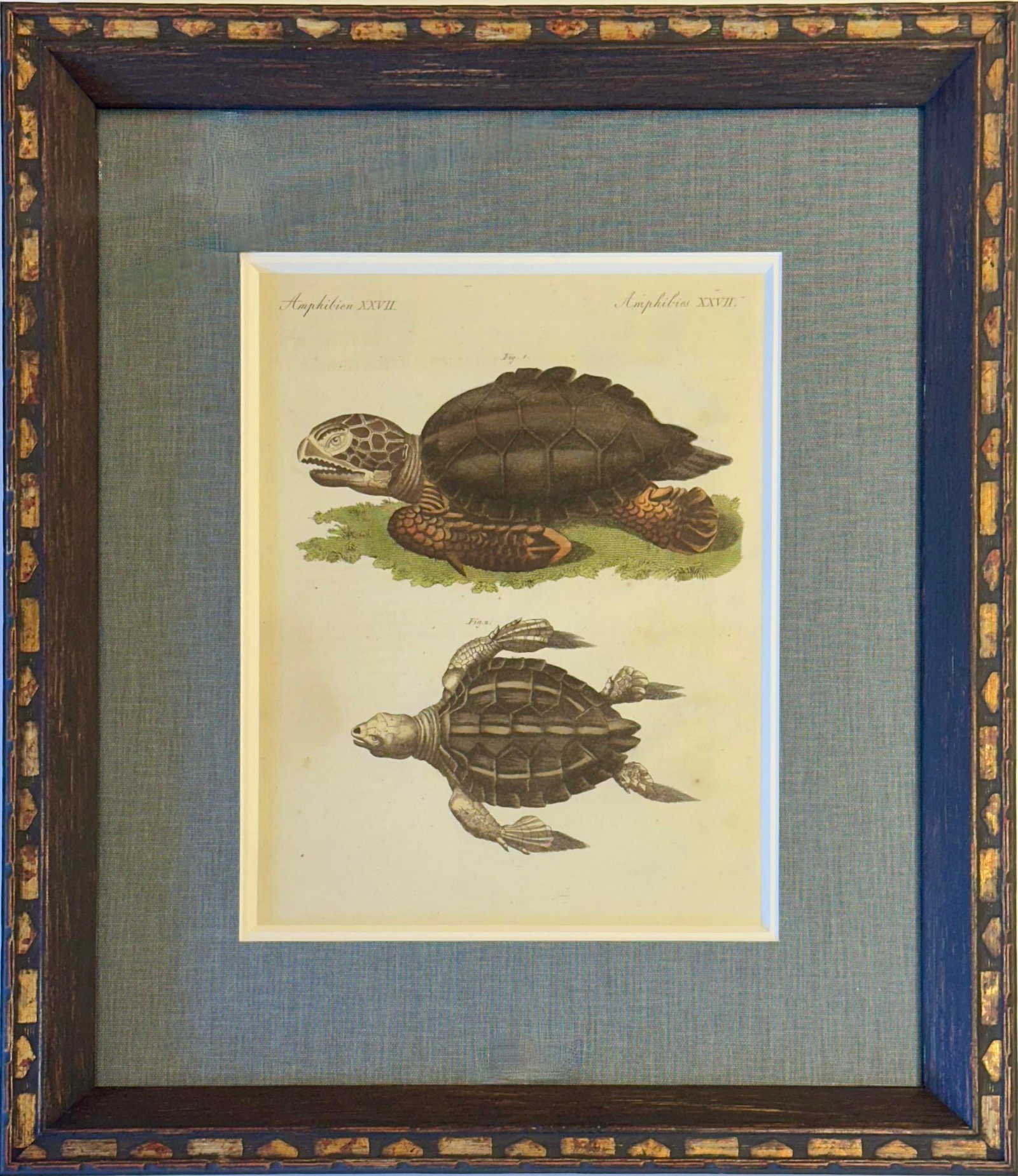 Loggerhead Sea Turtle by Friedrich Bertuch, 1795 - 4