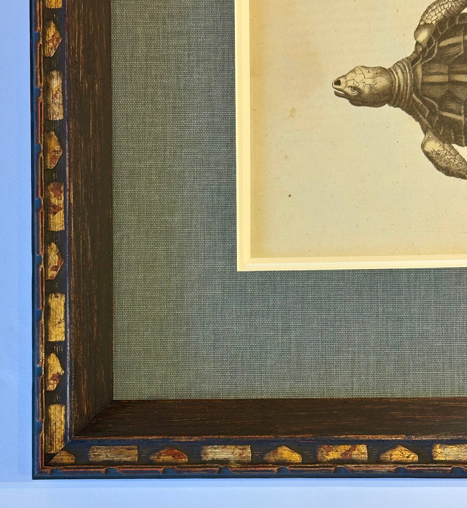 Loggerhead Sea Turtle by Friedrich Bertuch, 1795 - 5