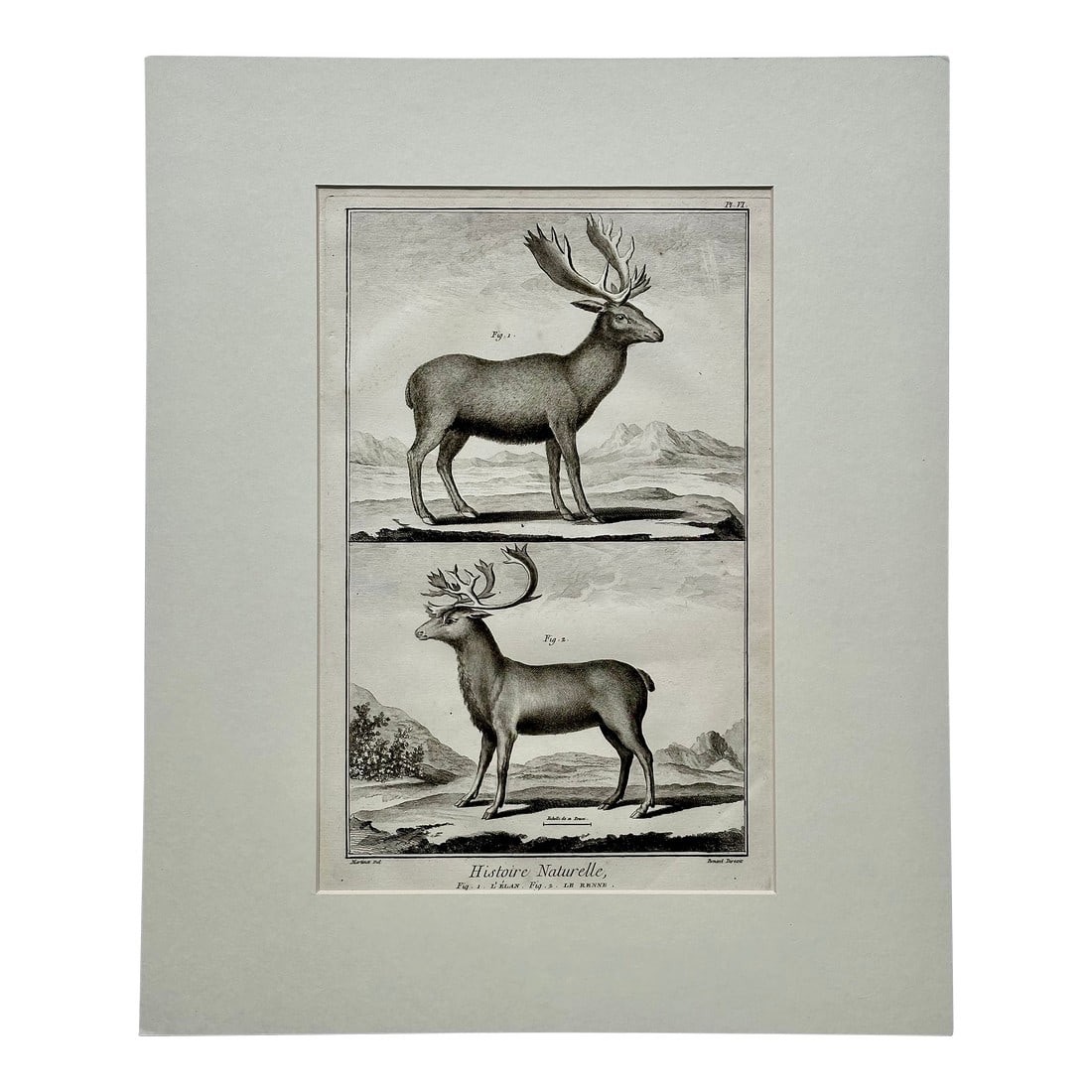 Elk & Reindeer Original Engraving by Buffon, Circa 1774: Original copperplate engraving of an Elk & Reindeer by artist FranÃ§ois-Nicolas Martinet. From the natural history encyclopedia Histoire Naturelle, part of a larger work by the engraver Comt