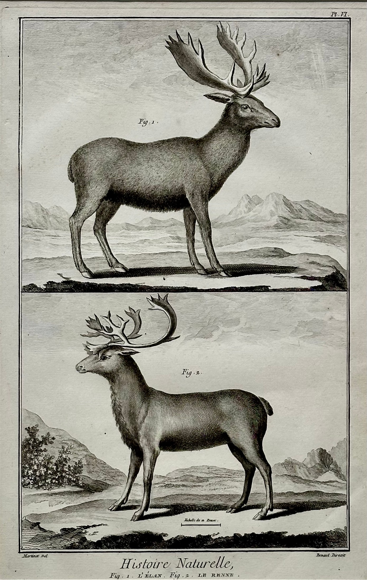 Elk & Reindeer Original Engraving by Buffon, Circa 1774 - 2