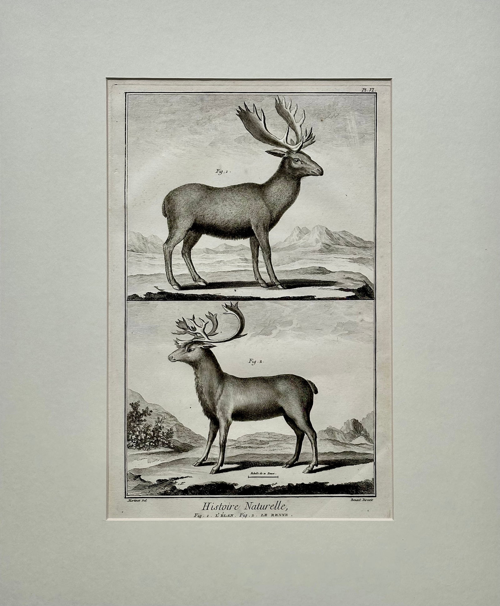 Elk & Reindeer Original Engraving by Buffon, Circa 1774 - 3