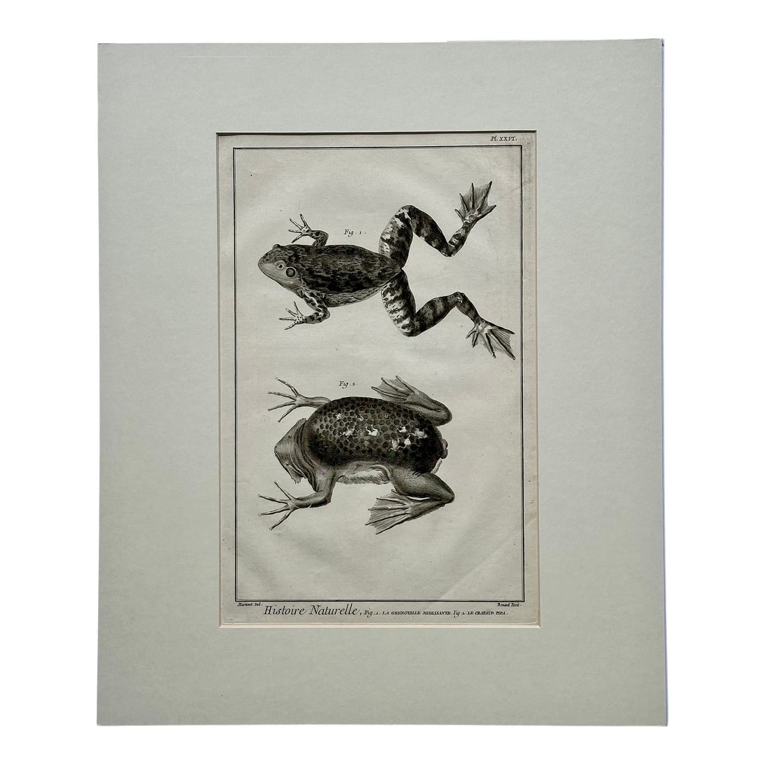 American Bullfrog, Original Engraving by Buffon, 1775: Original copperplate engraving of the American Bullfrog (showing the dorsal (top) and ventral (bottom) sides of the frog) by artist FranÃ§ois-Nicolas Martinet. From the natural