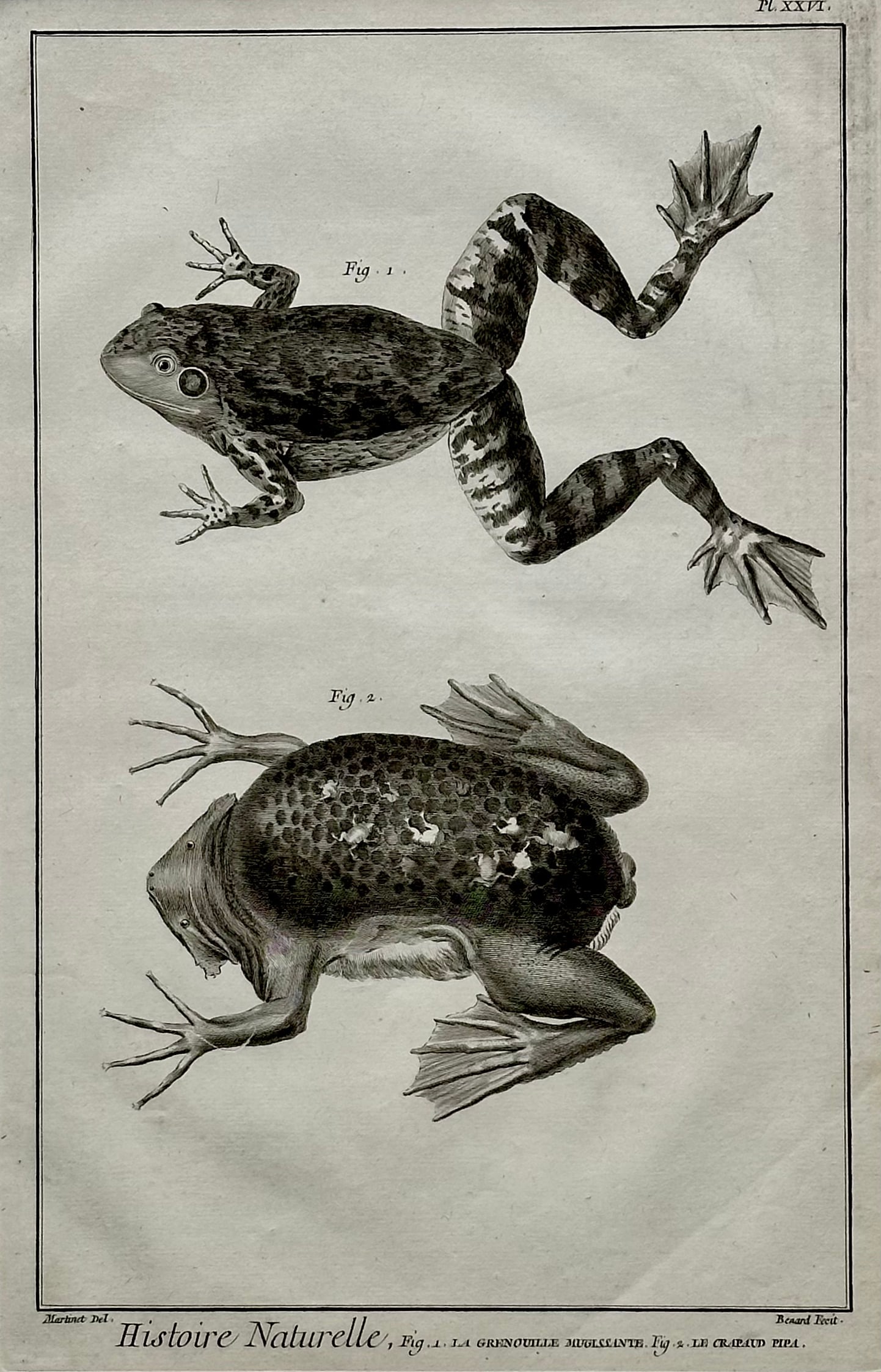 American Bullfrog, Original Engraving by Buffon, 1775 - 2