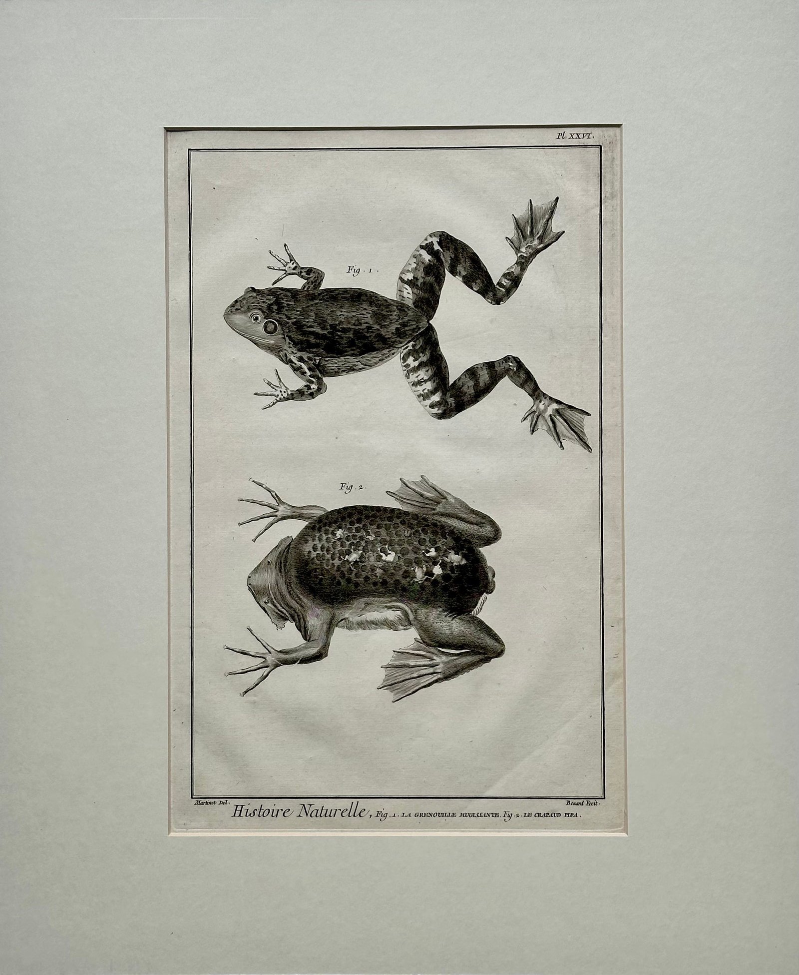 American Bullfrog, Original Engraving by Buffon, 1775 - 3