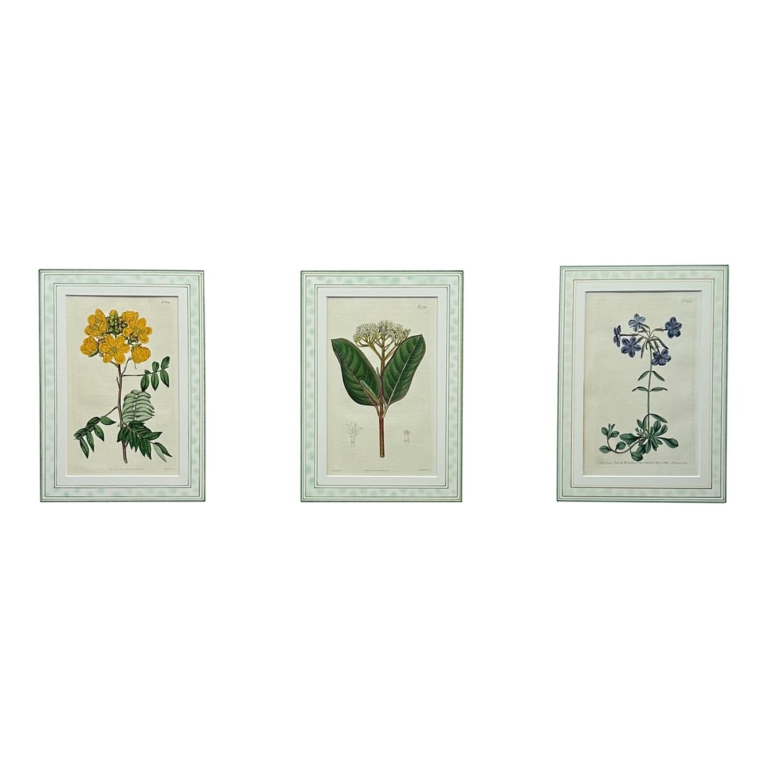 Cassia, Viburnum and Creeping Violet Phlox Botanicals by Curtis (Set of 3): Set of 3: Privet-Leaved Cassia, Oval-Leaved Viburnum and Creeping Violet Phlox. Original copper engravings by William Curtis. Curtis began publication of the Botanical Magazine in February 1787 and