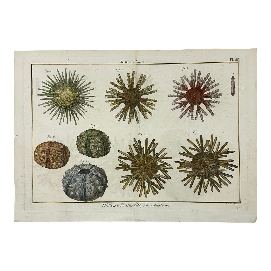 Sea Urchin Echinodermes Original Print From Historie Naturelle, 1791 (1 of 2)