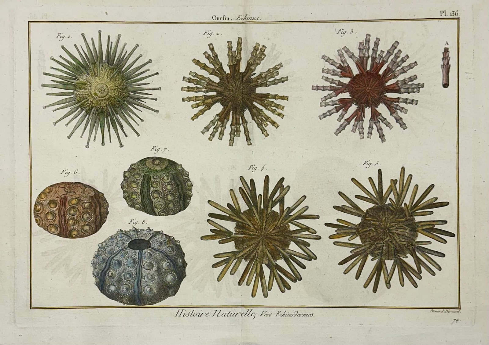 Sea Urchin Echinodermes Original Print From Historie Naturelle, 1791 - 2