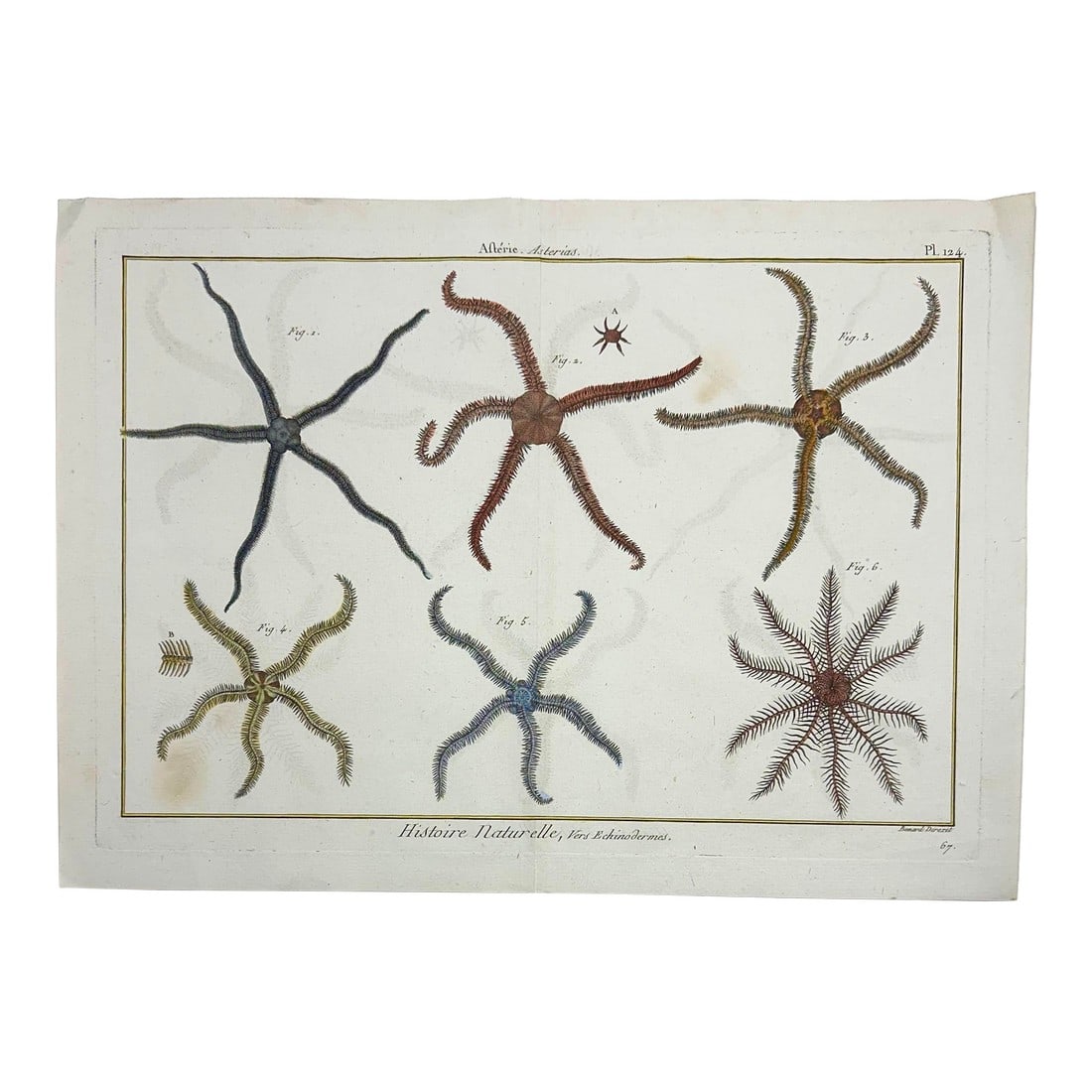 Star Fish Echinodermes Original Print From Historie Naturelle, 1791 (1 of 2)