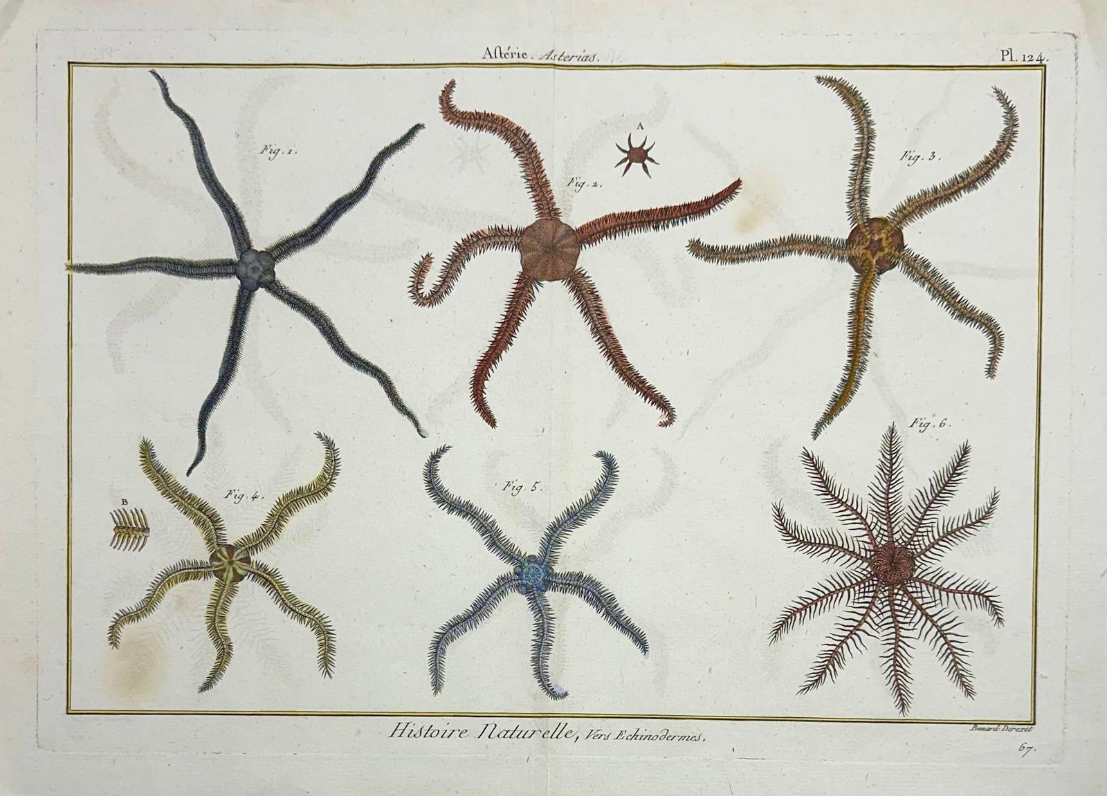 Star Fish Echinodermes Original Print From Historie Naturelle, 1791 - 2