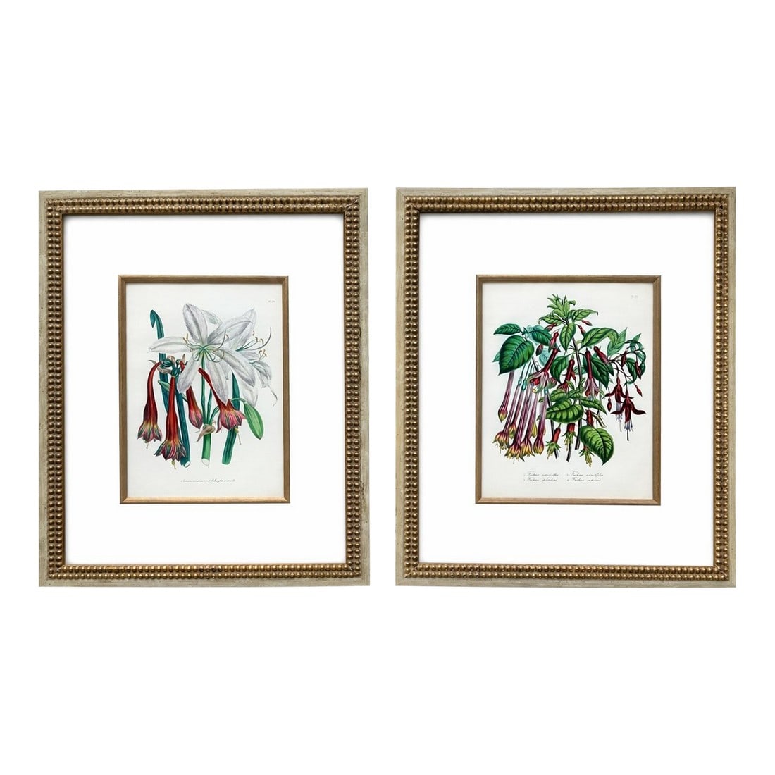 Amaryllis & Fuchsia Botanical Set of 2, Framed (Circa 1895): Set of 2 original botanical prints from Paxton's Magazine of Botany, 1895. Specifically of the Crinum arenarium and Fuchsia venusta plants. Custom framed in a gold wood frame, acid free mat, gold