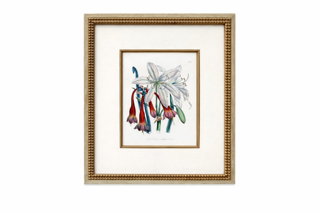 Amaryllis & Fuchsia Botanical Set of 2, Framed (Circa 1895) - 2
