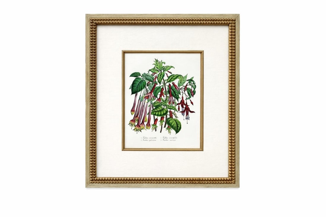 Amaryllis & Fuchsia Botanical Set of 2, Framed (Circa 1895) - 3