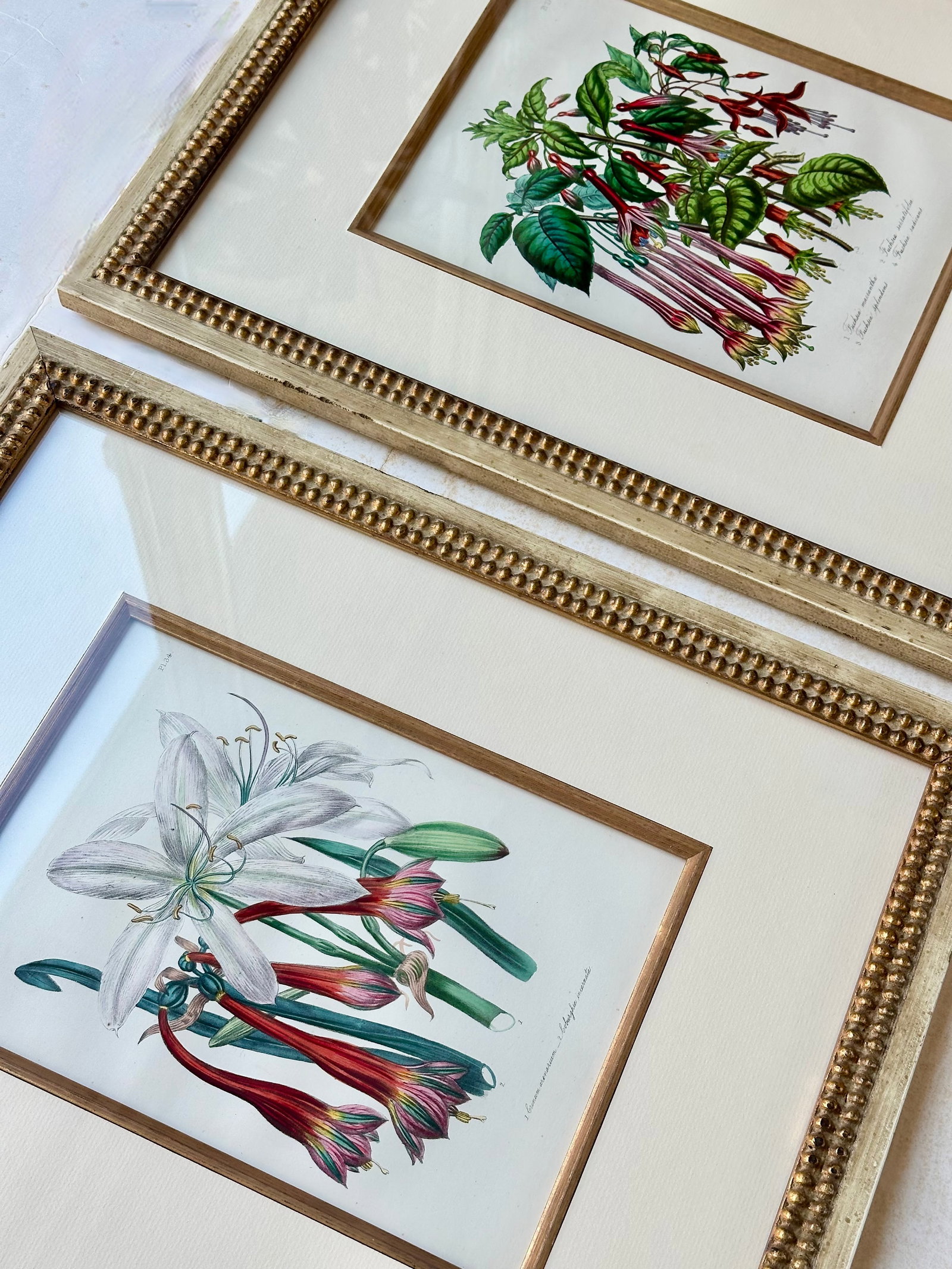 Amaryllis & Fuchsia Botanical Set of 2, Framed (Circa 1895) - 4