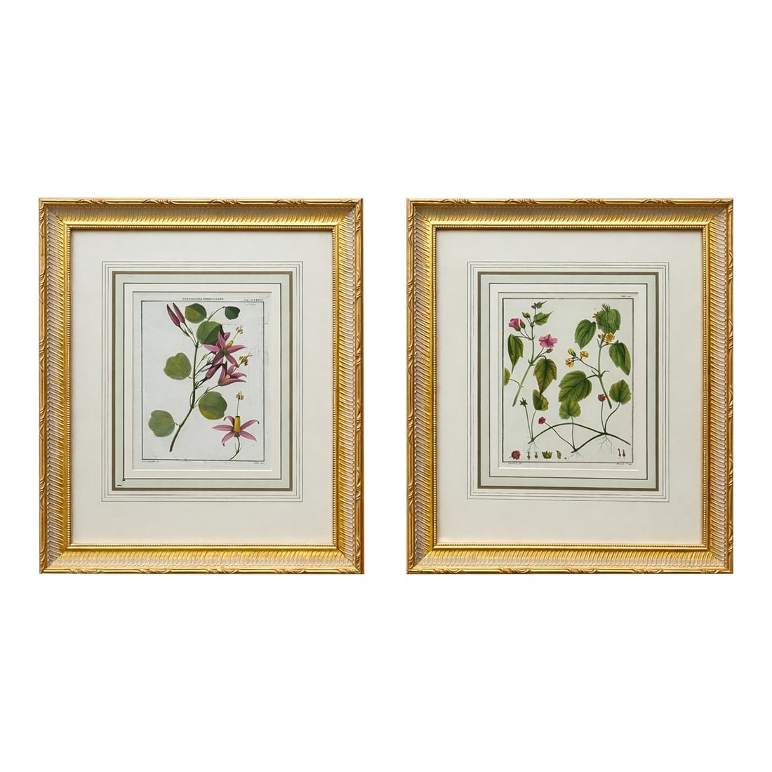 Pair Botanical Flowering Raspberry & Maple Plant Engravings in Gilt Frames, 1850 (1 of 5)