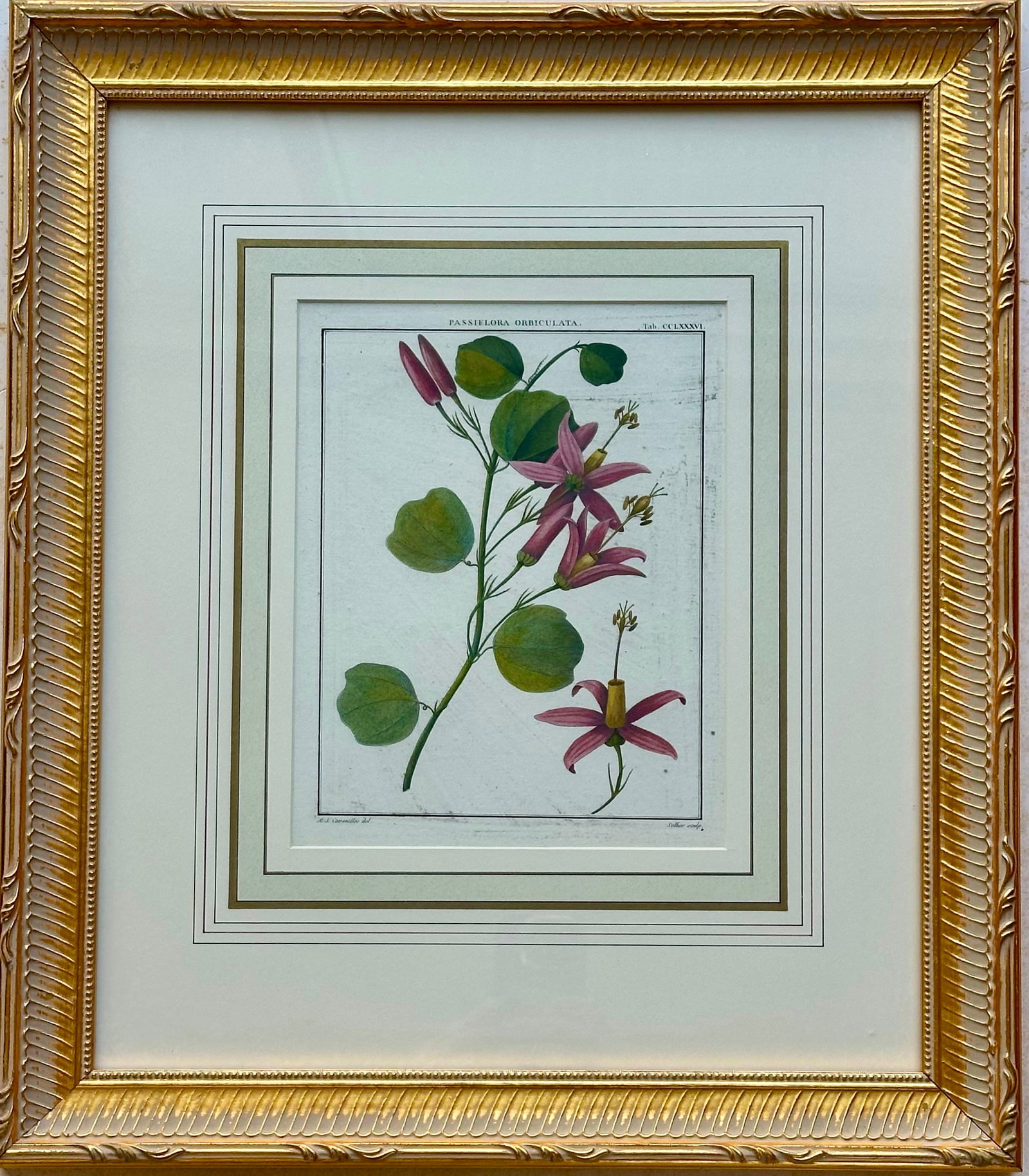 Pair Botanical Flowering Raspberry & Maple Plant Engravings in Gilt Frames, 1850 - 3