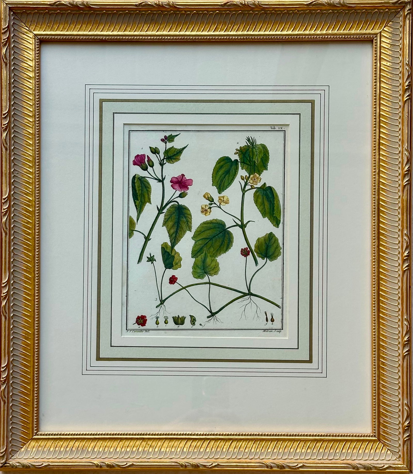 Pair Botanical Flowering Raspberry & Maple Plant Engravings in Gilt Frames, 1850 - 4