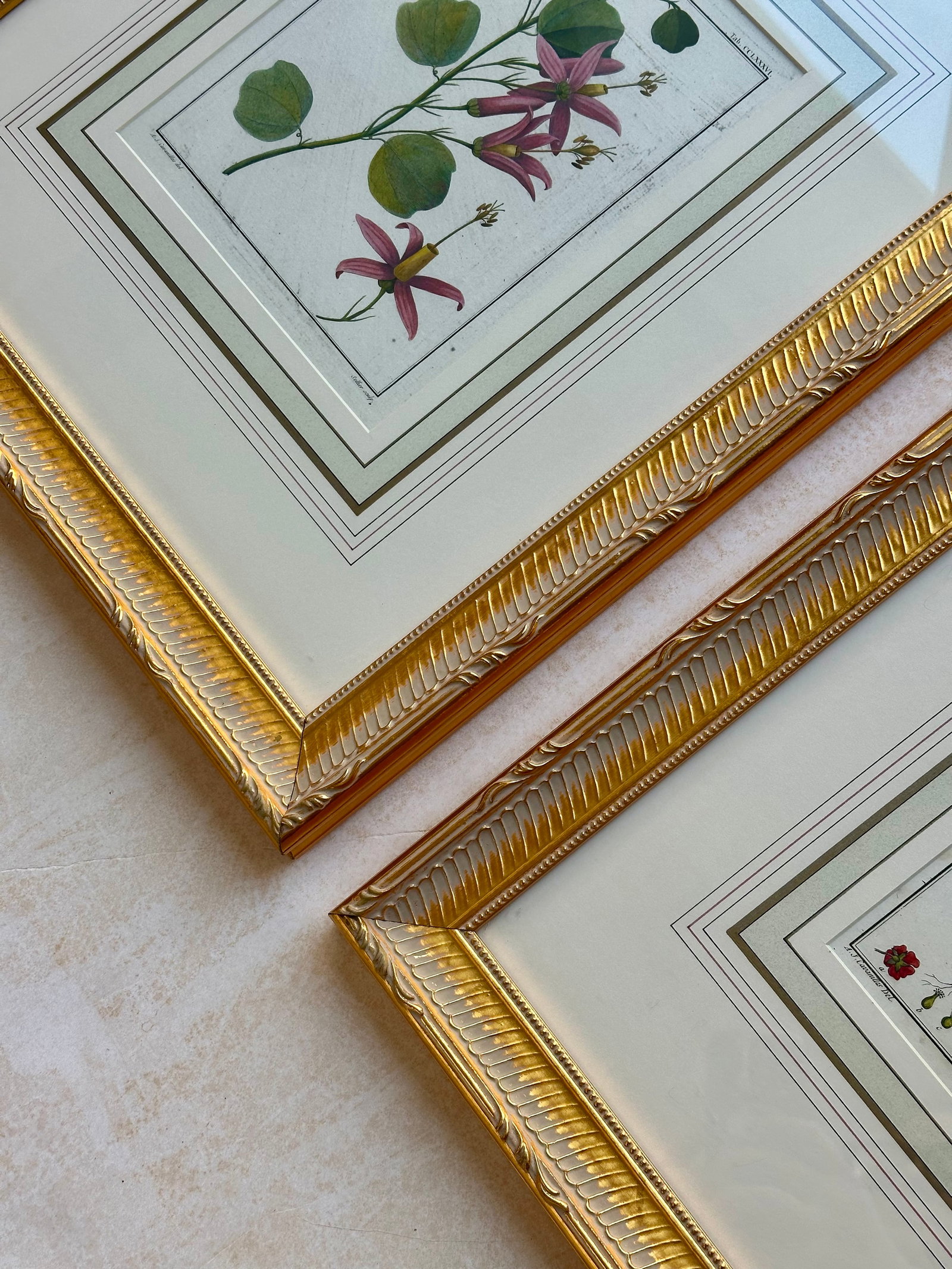Pair Botanical Flowering Raspberry & Maple Plant Engravings in Gilt Frames, 1850 - 5