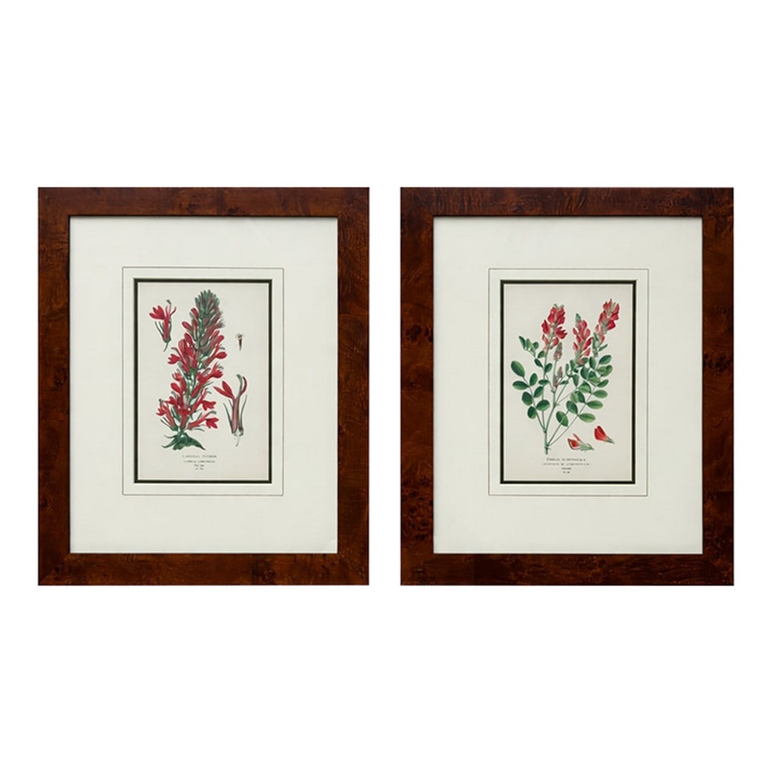 Honeysuckle & Cardinal Flowers, Framed Original Botanical Prints by Watson, 1896 - Set of 2: Pair of framed botanical prints by Edward Step and William Watson, specifically illustrations of the Cardinal Flower (Lobelia cardinalis) and French Honeysuckle (Hedysarum coronarium). They were