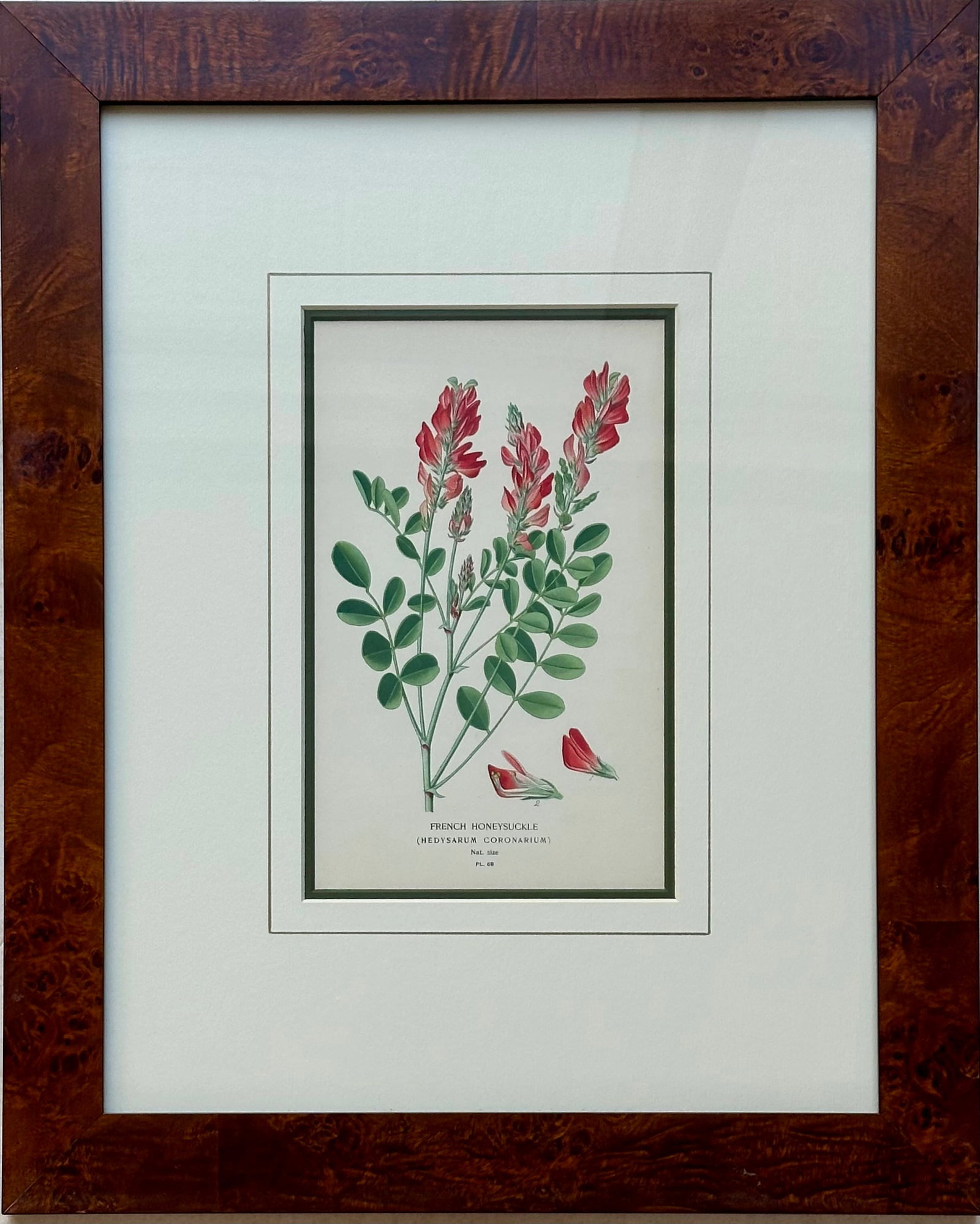 Honeysuckle & Cardinal Flowers, Framed Original Botanical Prints by Watson, 1896 - Set of 2 - 2