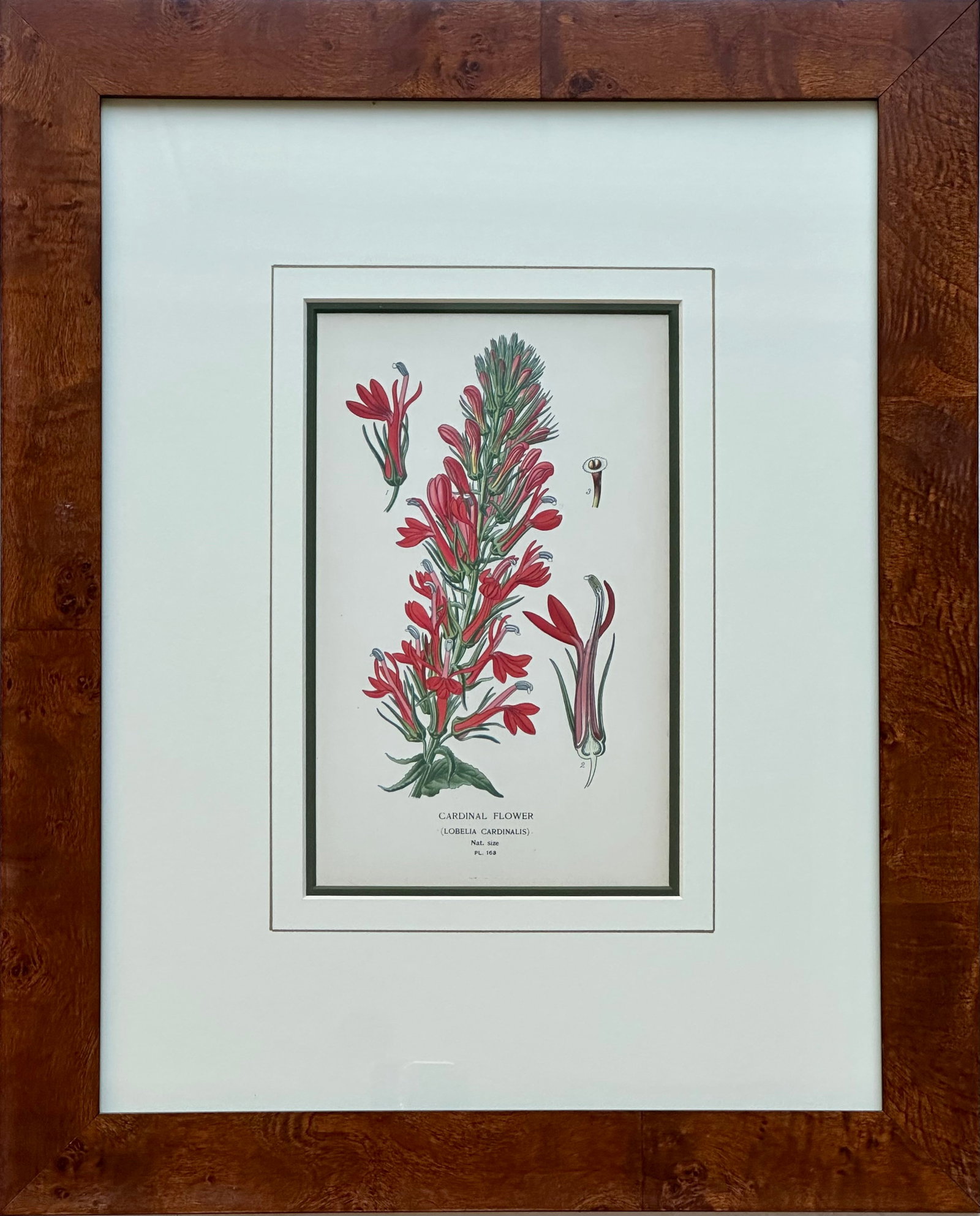 Honeysuckle & Cardinal Flowers, Framed Original Botanical Prints by Watson, 1896 - Set of 2 - 3