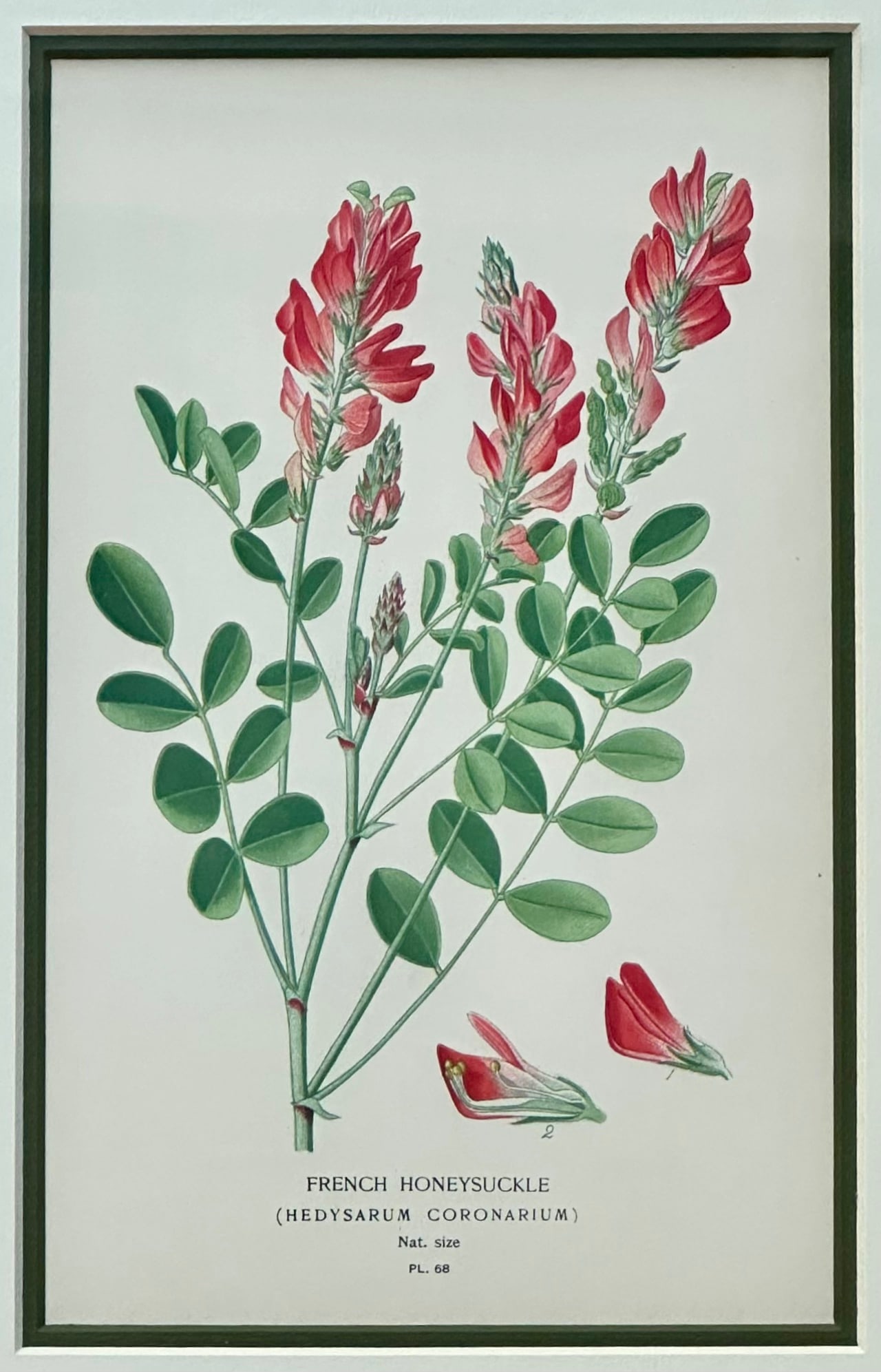 Honeysuckle & Cardinal Flowers, Framed Original Botanical Prints by Watson, 1896 - Set of 2 - 4