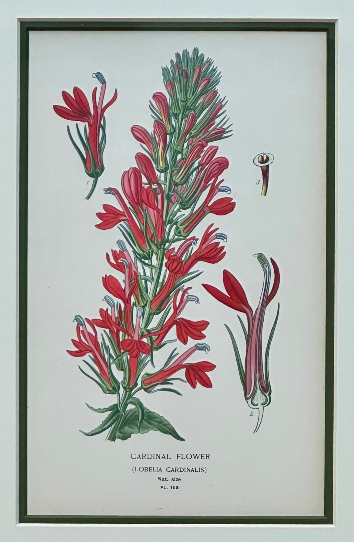 Honeysuckle & Cardinal Flowers, Framed Original Botanical Prints by Watson, 1896 - Set of 2 - 5