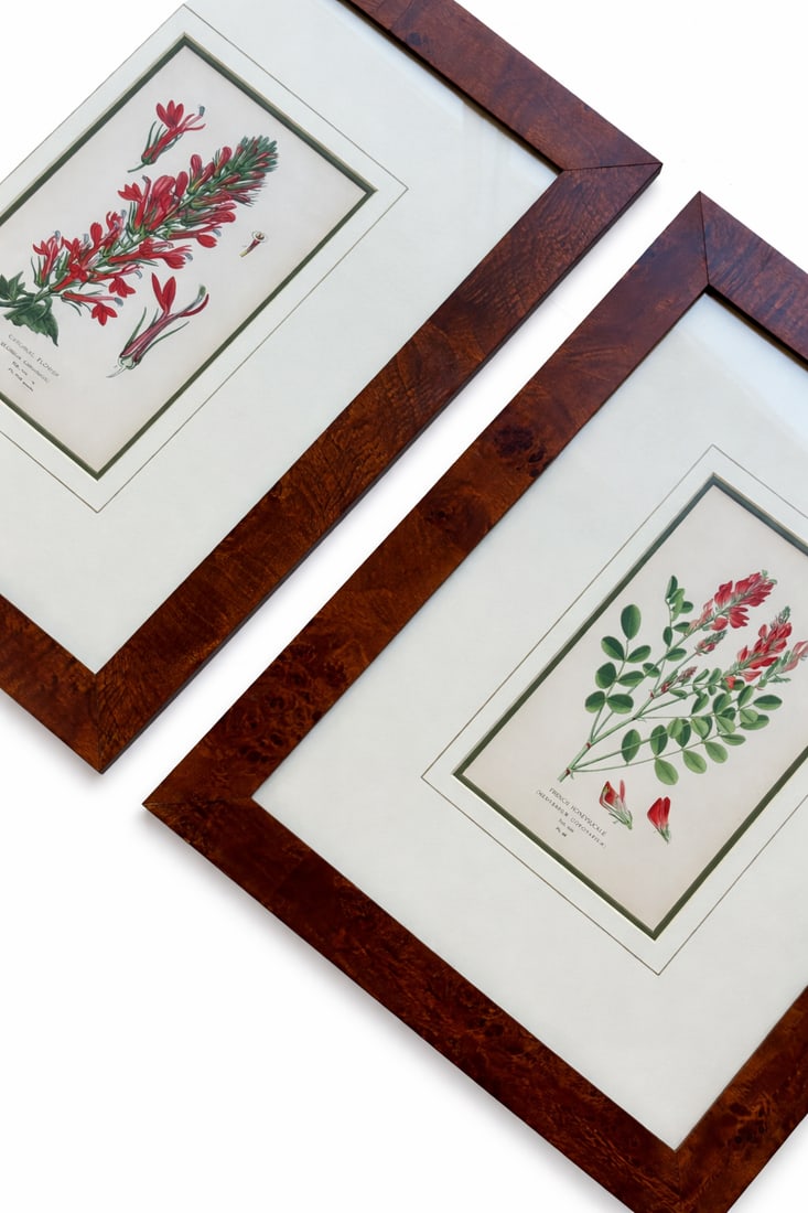 Honeysuckle & Cardinal Flowers, Framed Original Botanical Prints by Watson, 1896 - Set of 2 - 6