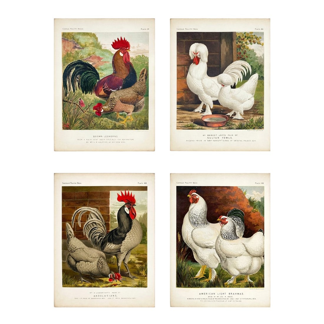 Late 19th Century Poultry Print Collection: Leghorns, Sultan, Andalusians & Brahmas - Set of 4 Chrom: Set of 4 original chromolithographs from Cassell's Poultry Book, circa 1890. Featuring beautifully illustrated prize-winning chicken breeds. Each print showcases the exquisite detail and vibrant