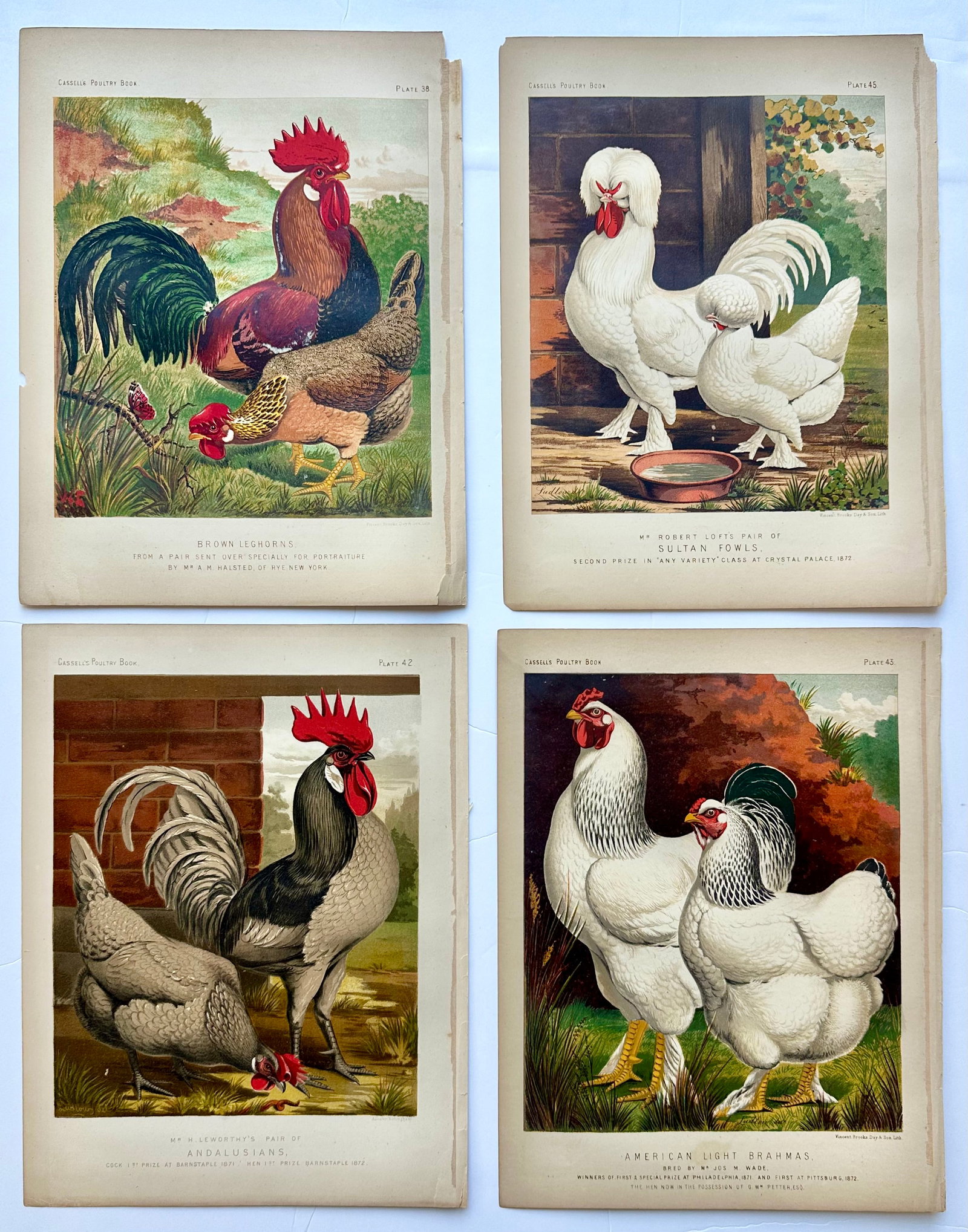 Late 19th Century Poultry Print Collection: Leghorns, Sultan, Andalusians & Brahmas - Set of 4 Chrom - 6