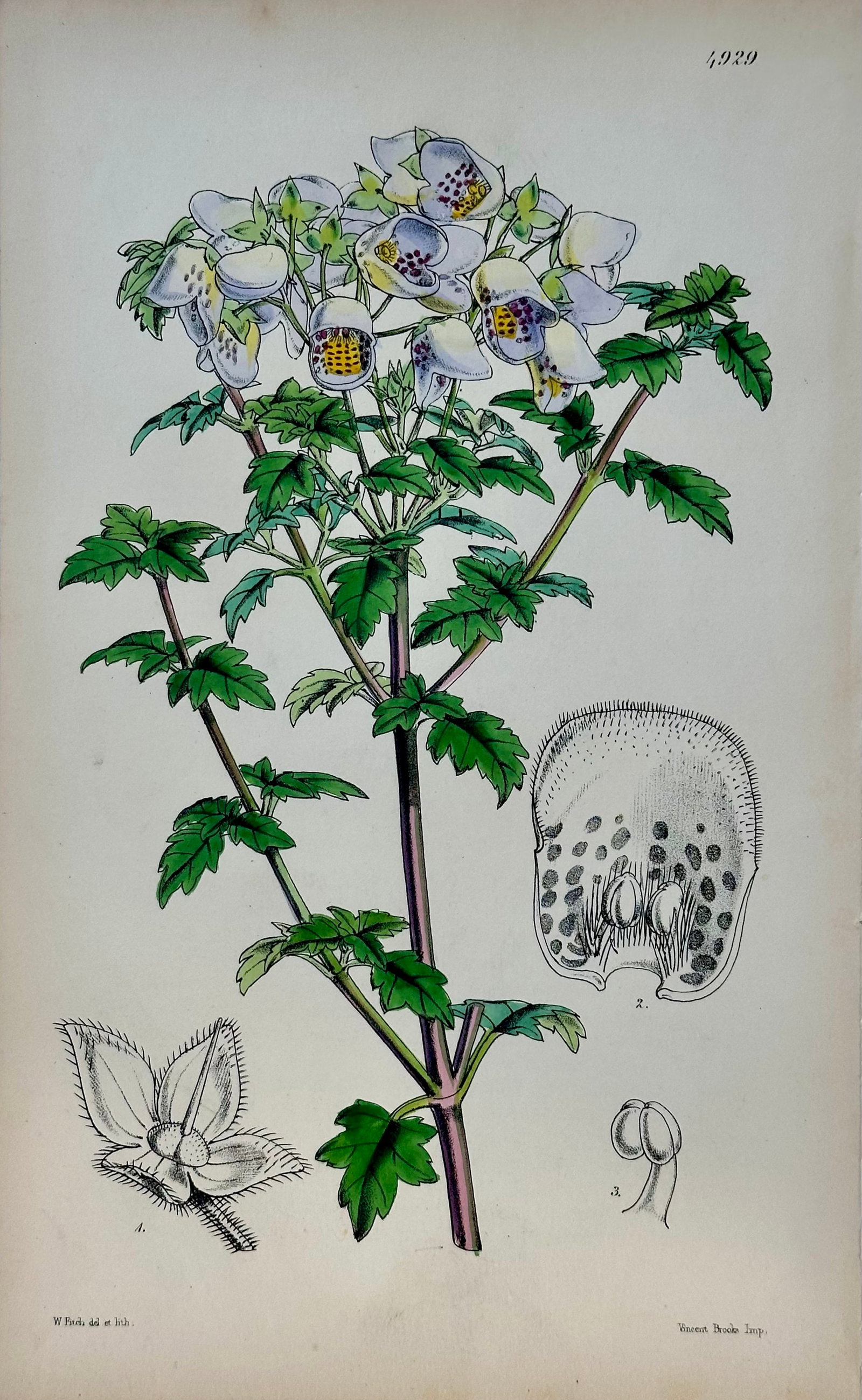 Original Botanical Engravings by William Curtis, 1816 (Set of 4) - 3