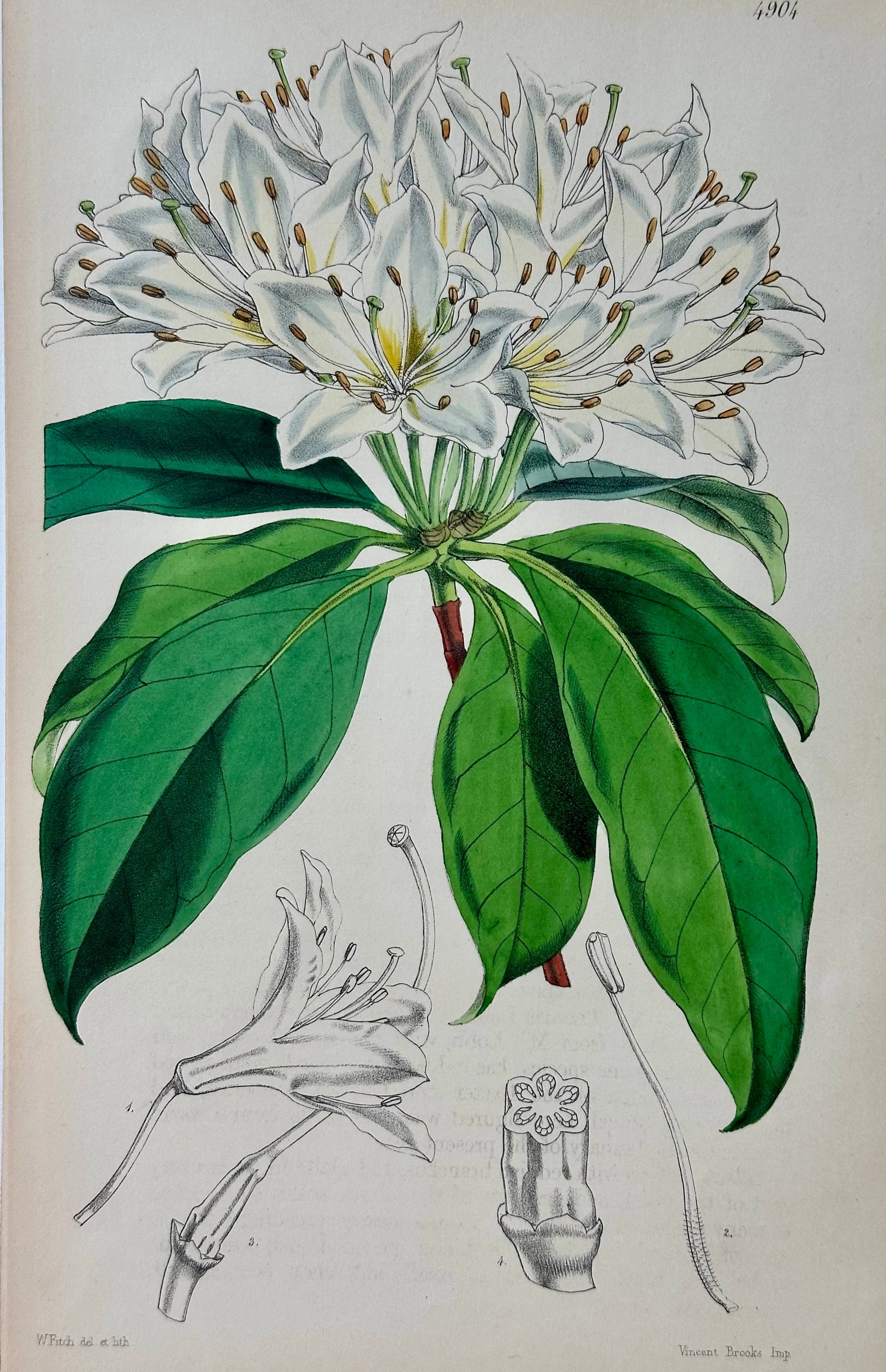 Original Botanical Engravings by William Curtis, 1816 (Set of 4) - 6