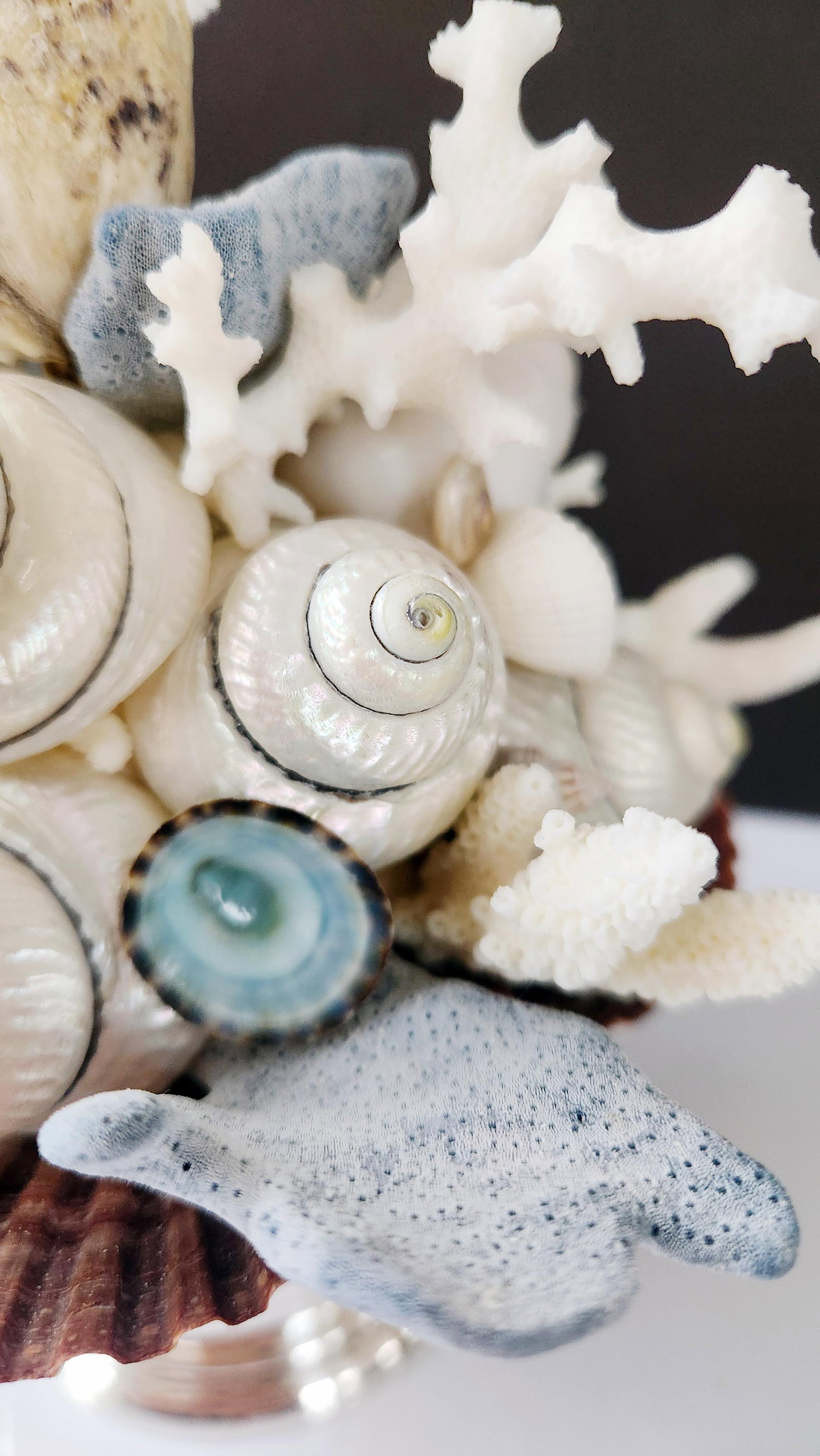 Handmade Coastal Seashell Sculpture – Seashell & Blue Ridge Coral Arrangement - 14