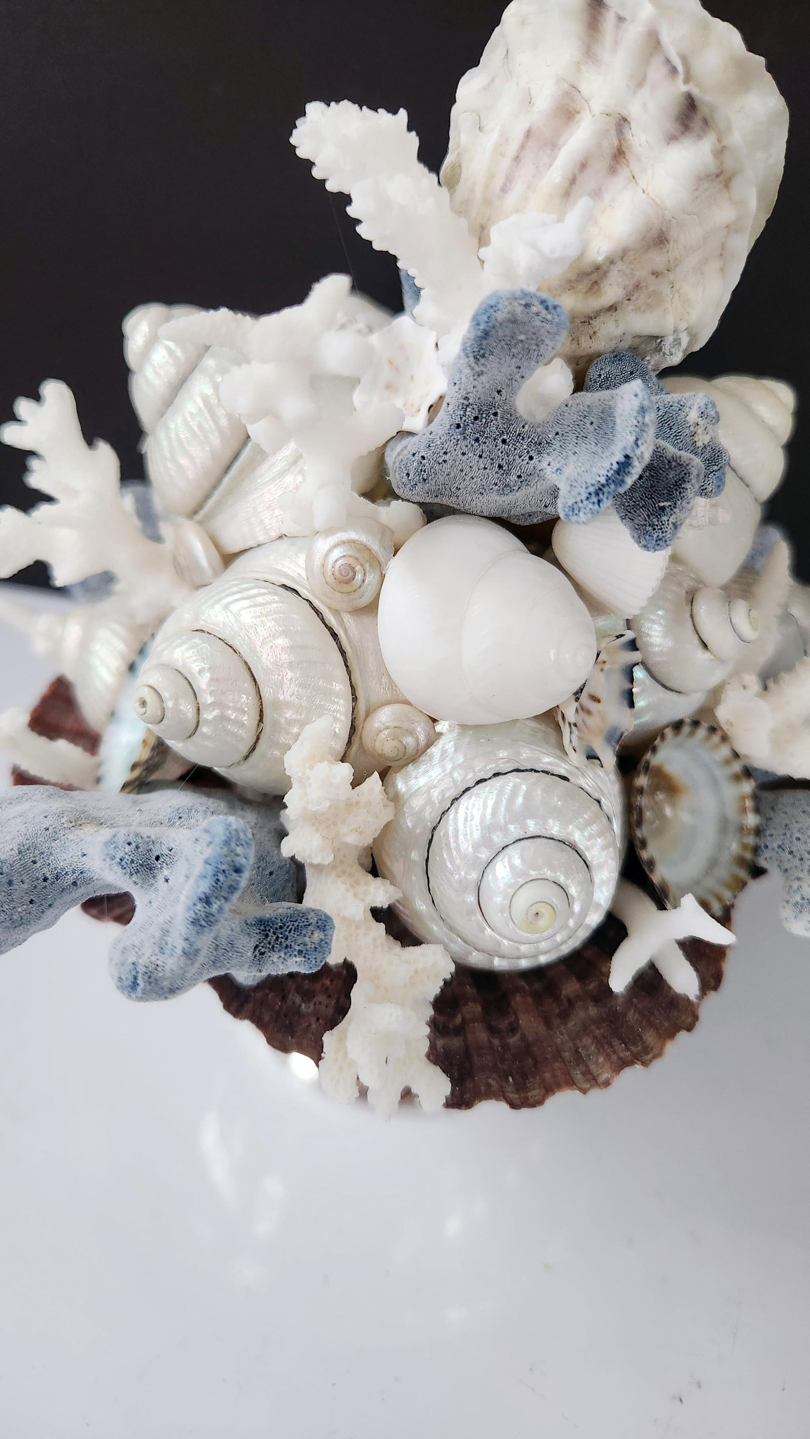 Handmade Coastal Seashell Sculpture – Seashell & Blue Ridge Coral Arrangement - 3
