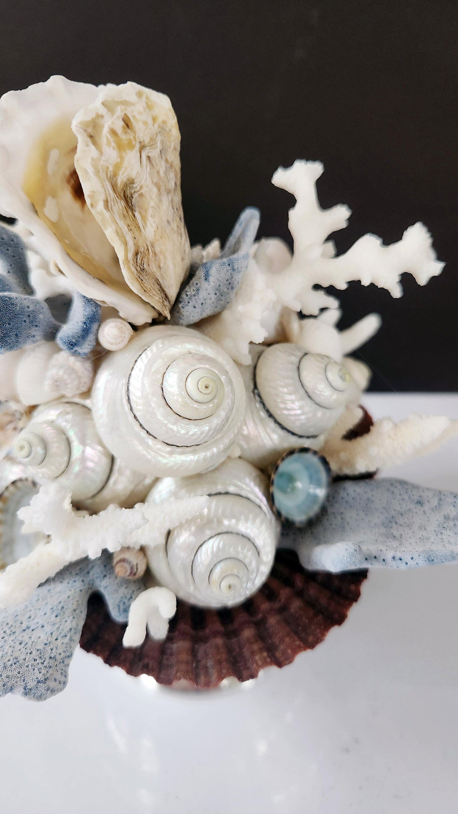 Handmade Coastal Seashell Sculpture – Seashell & Blue Ridge Coral Arrangement - 5