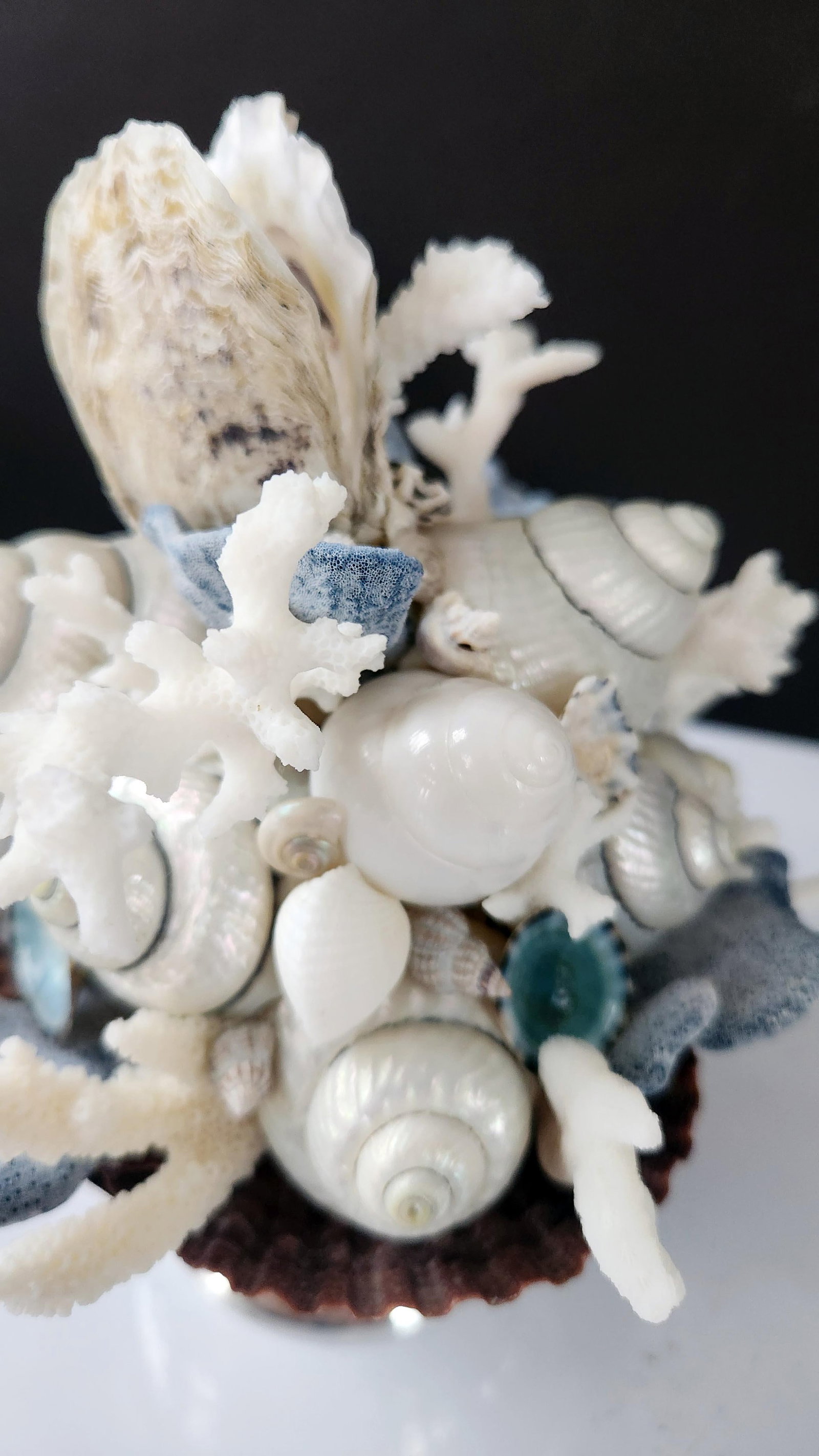 Handmade Coastal Seashell Sculpture – Seashell & Blue Ridge Coral Arrangement - 6