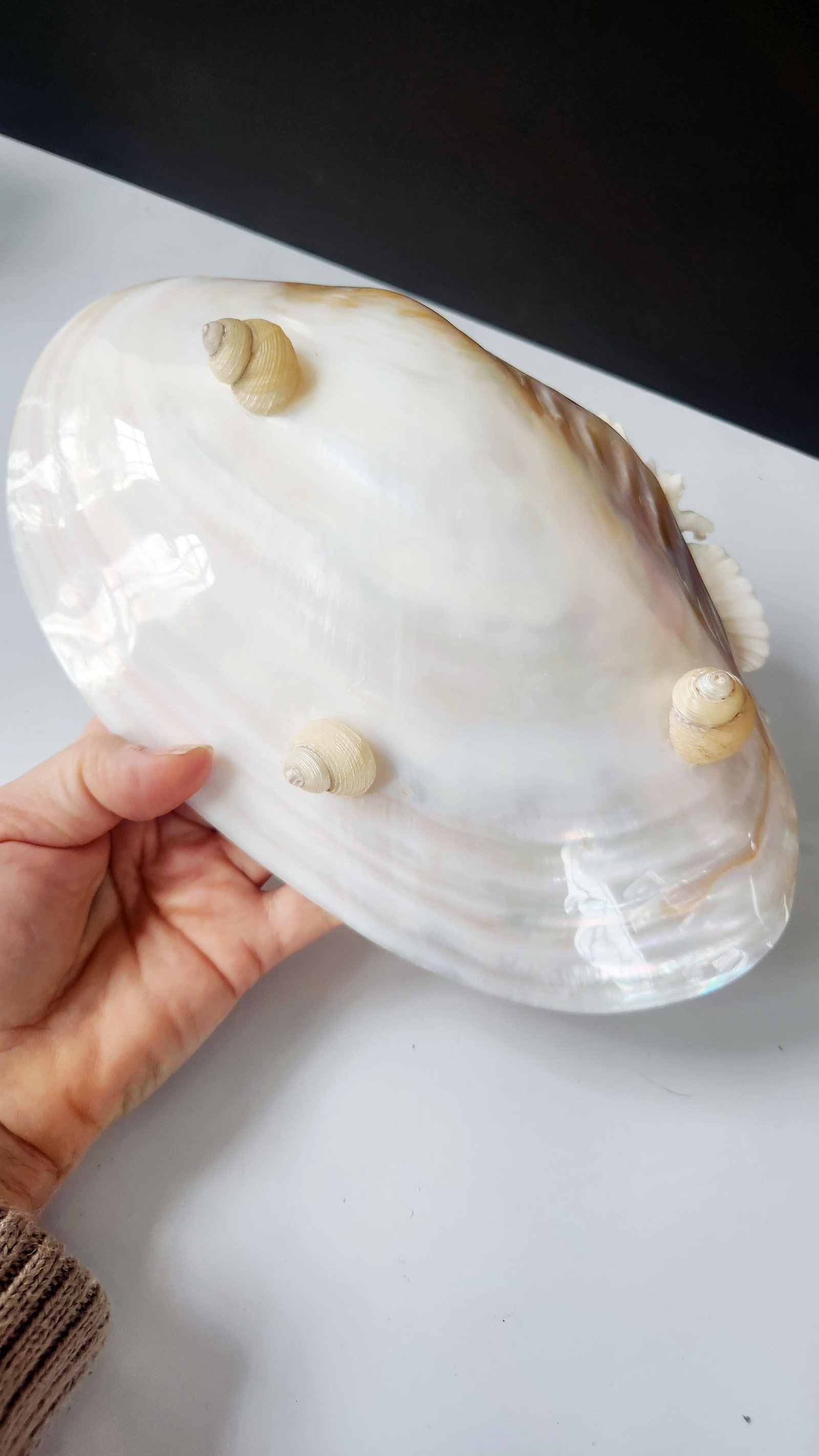 Handcrafted Oyster Shell Tray With Vintage Seashell Composition & Biwa Pearls "” Coastal - 13