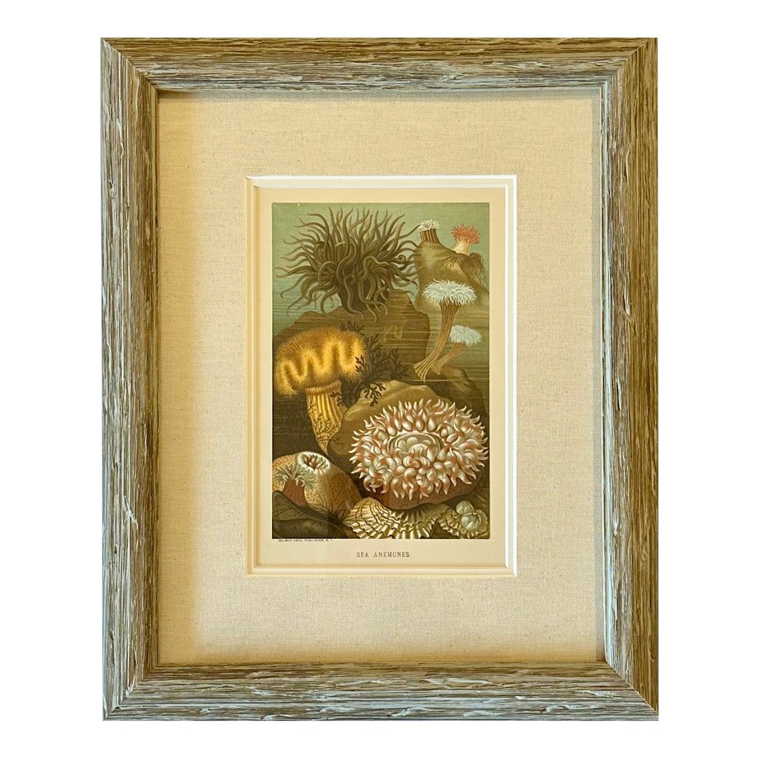 Sea Anemone Marine Animals, Framed Antique Original Print 1885: Antique original chromolithograph showing a variety of beautiful sea anemones and marine animals. This print is from Prang and Rev. J.G. Wood's book on natural history titled "Animate Creations" (New