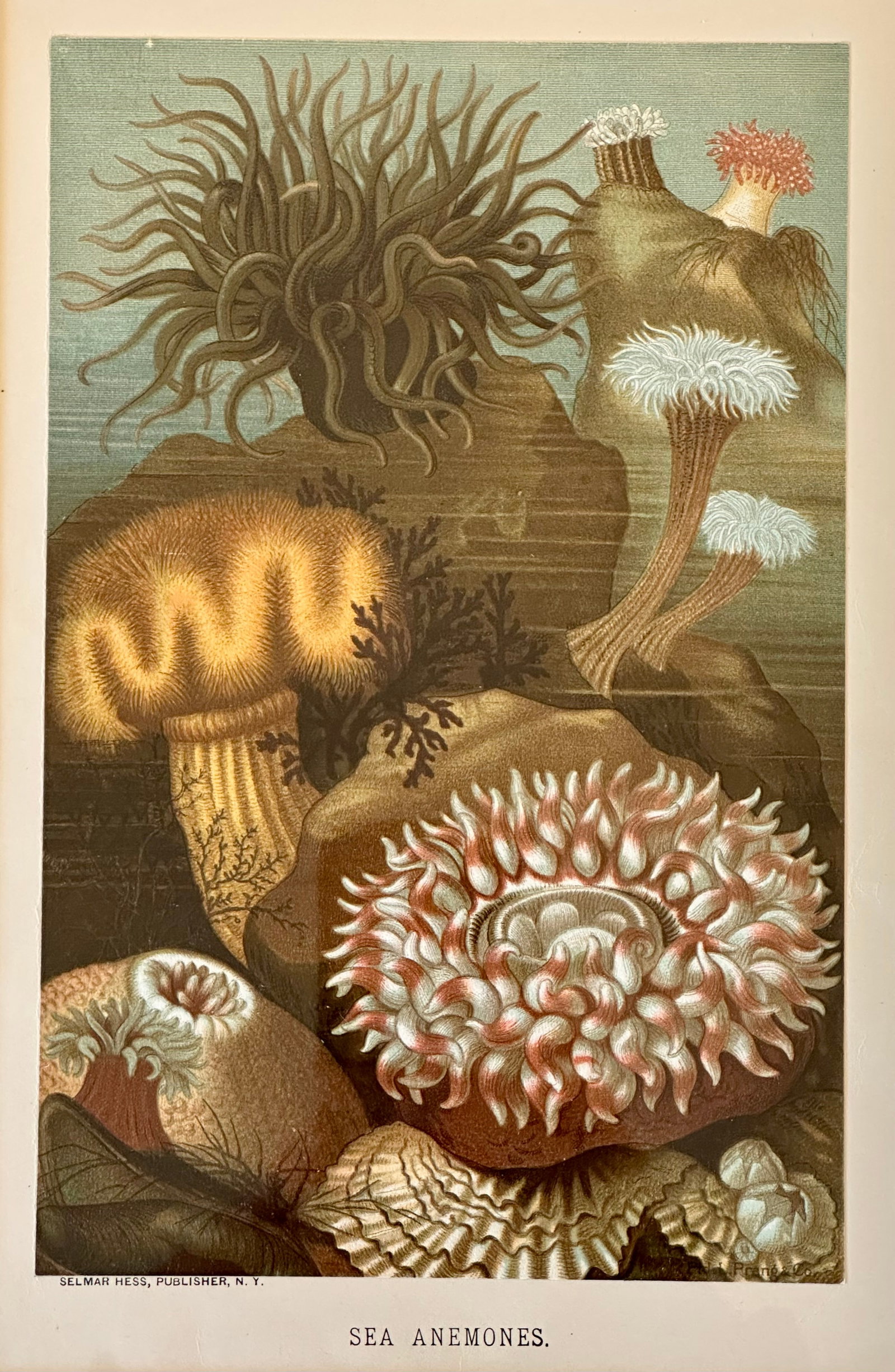 Sea Anemone Marine Animals, Framed Antique Original Print 1885 - 2