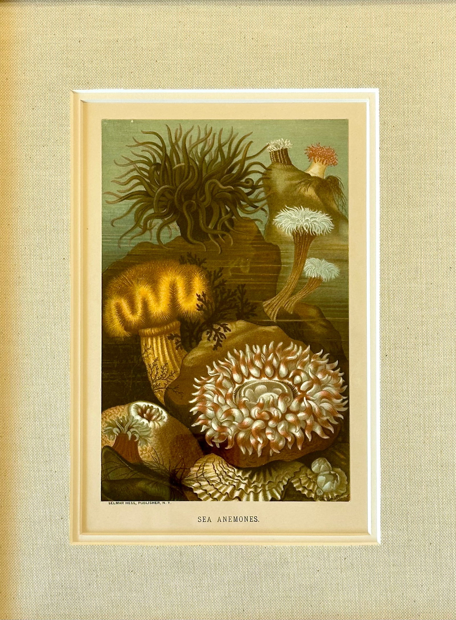 Sea Anemone Marine Animals, Framed Antique Original Print 1885 - 3