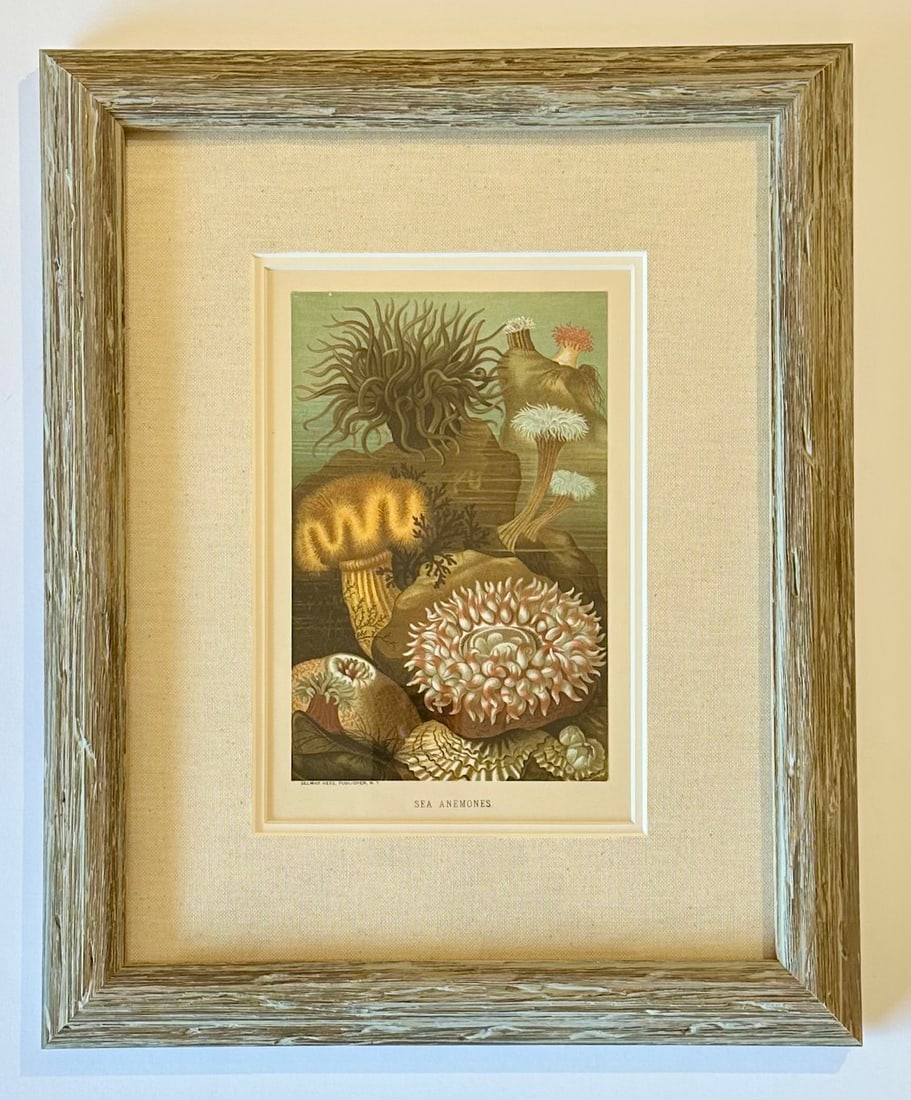 Sea Anemone Marine Animals, Framed Antique Original Print 1885 - 4