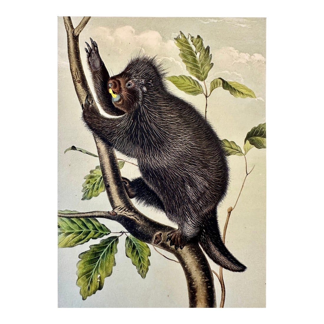 Porcupine by John James Audubon, 1st Edition Octavo, 1842 (1 of 3)