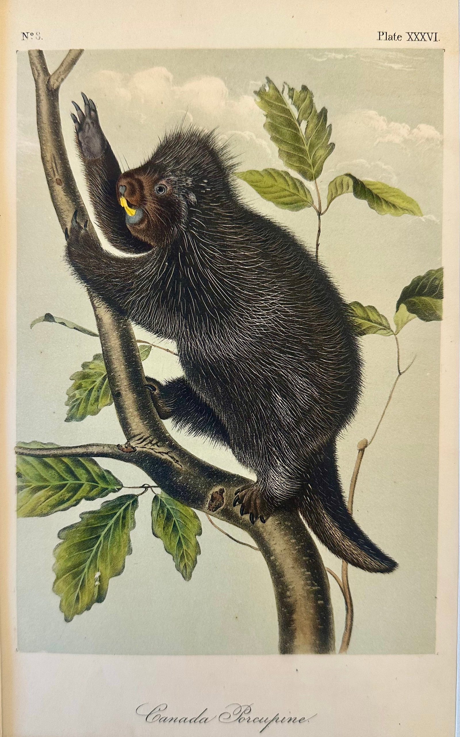 Porcupine by John James Audubon, 1st Edition Octavo, 1842 - 2
