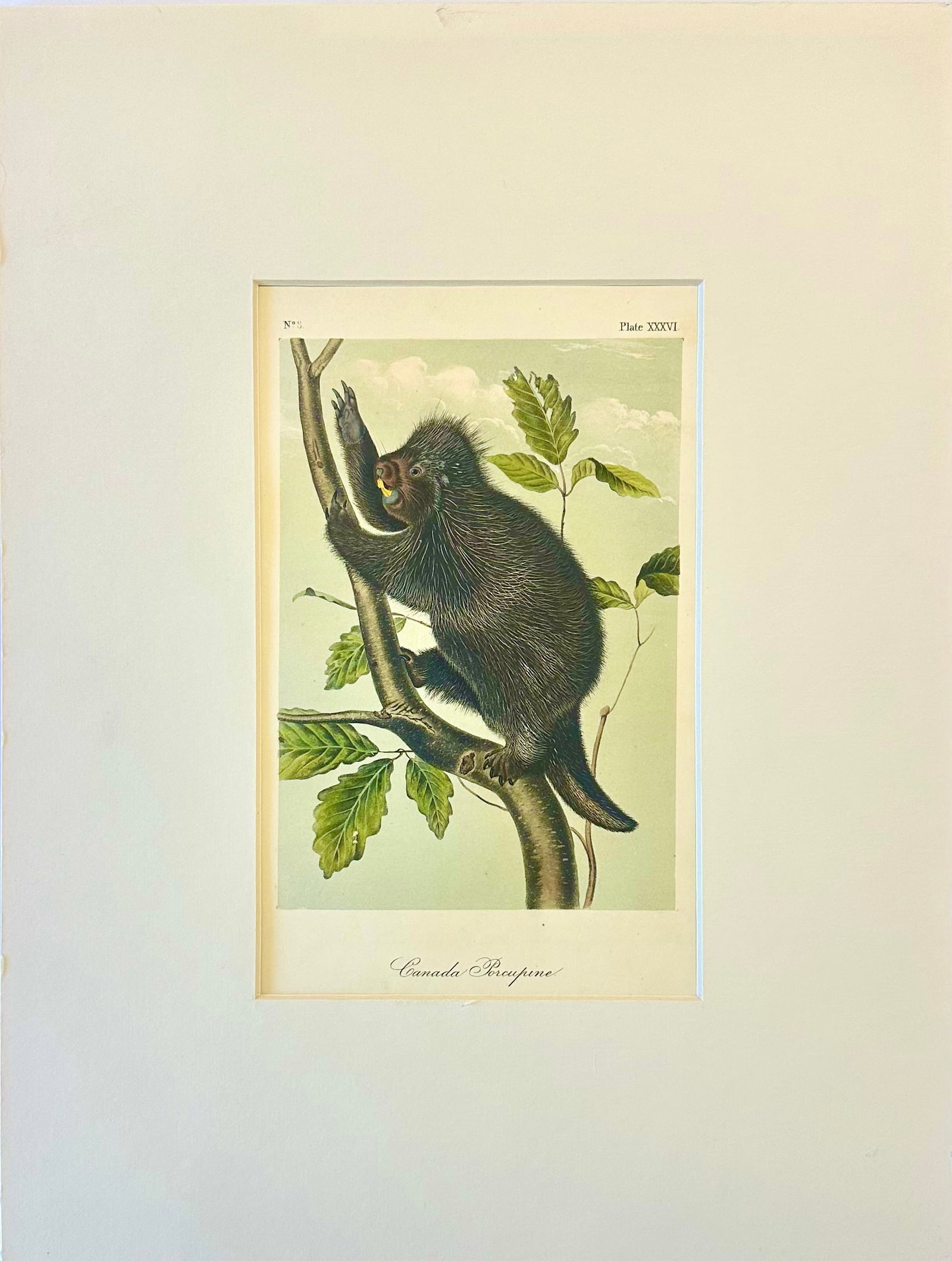 Porcupine by John James Audubon, 1st Edition Octavo, 1842 - 3