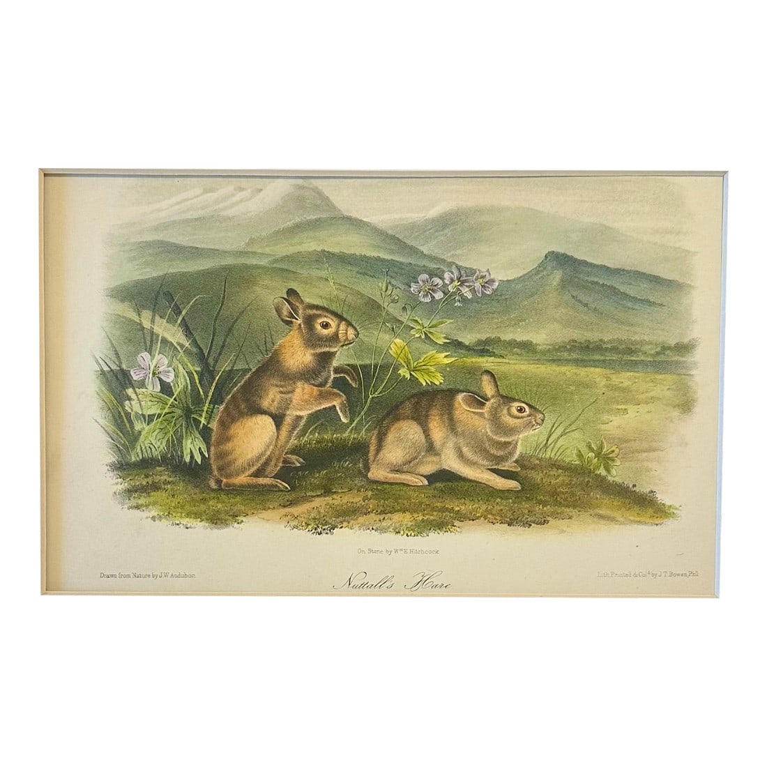 Nuttall's Hare Mountain Cottontail by John James Audubon, Original 1st Edition Octavo, 1842: Original first edition octavo lithograph from John James Audubon's Quadrupeds of North America, published in 1842, New York. Beautiful Mountain Cottontail Hare in a naturalistic landscape setting