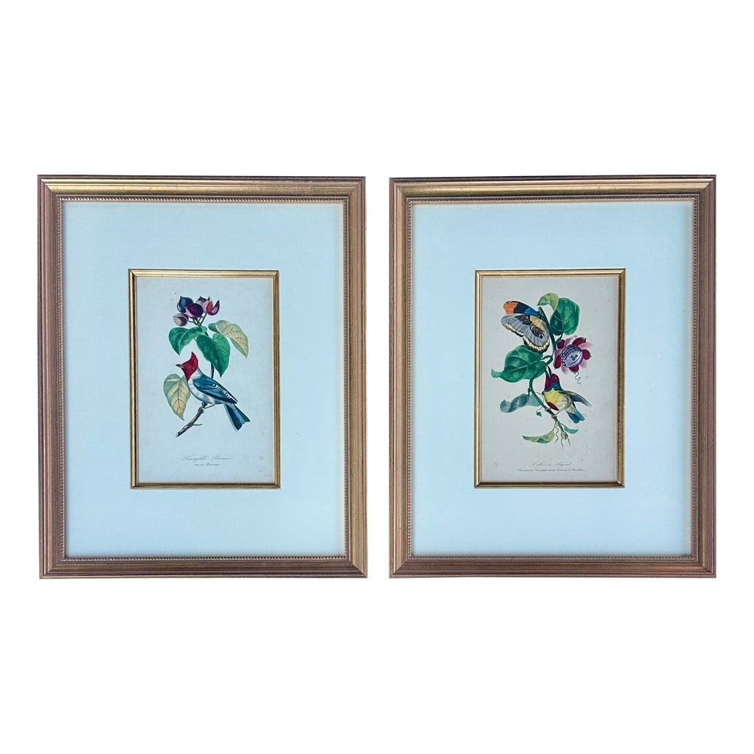 Flora Red-Crested Cardinal & Barbet Bird Butterfly , Original Prints by Descourtilz, 1834 (Pair): Pair of original engravings of Red-crested Cardinal Barbet Bird Butterfly Passionflower by Jean Théodore Descourtilz, 1834. Published from the "shining birds of Brazil". Descourtilz was a French 
