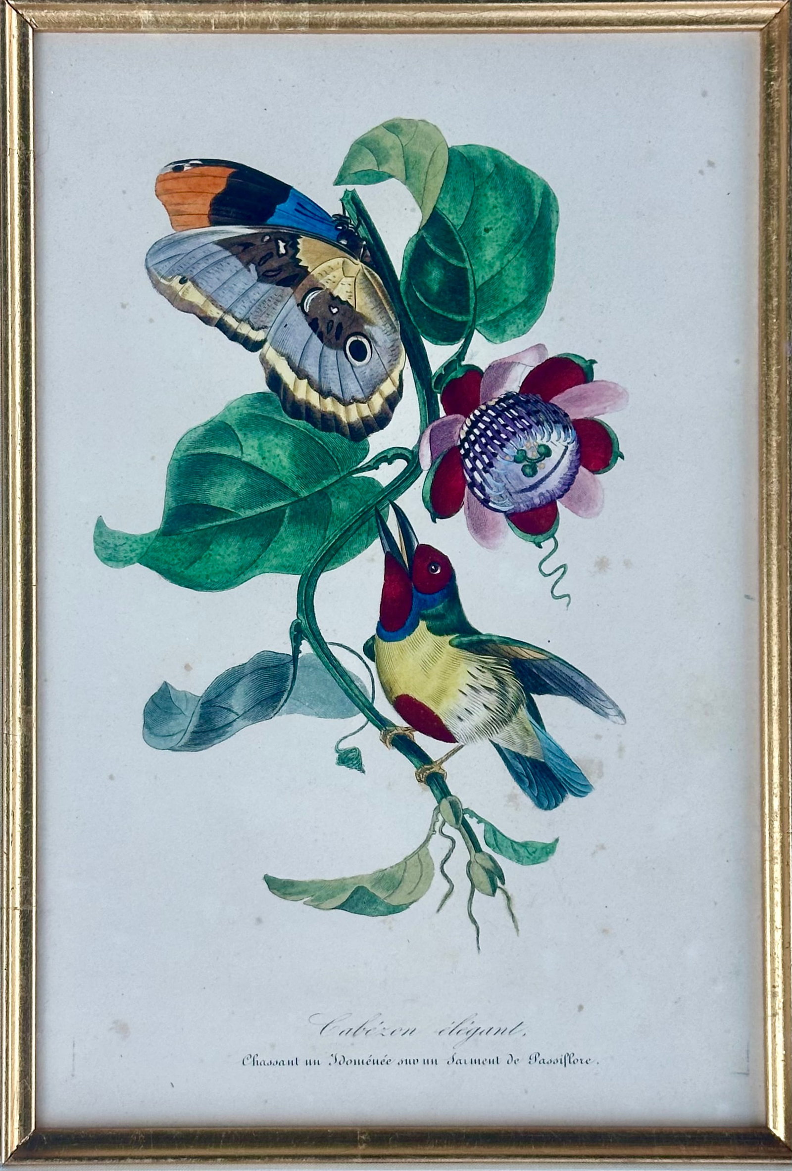 Flora Red-Crested Cardinal & Barbet Bird Butterfly , Original Prints by Descourtilz, 1834 (Pair) - 3